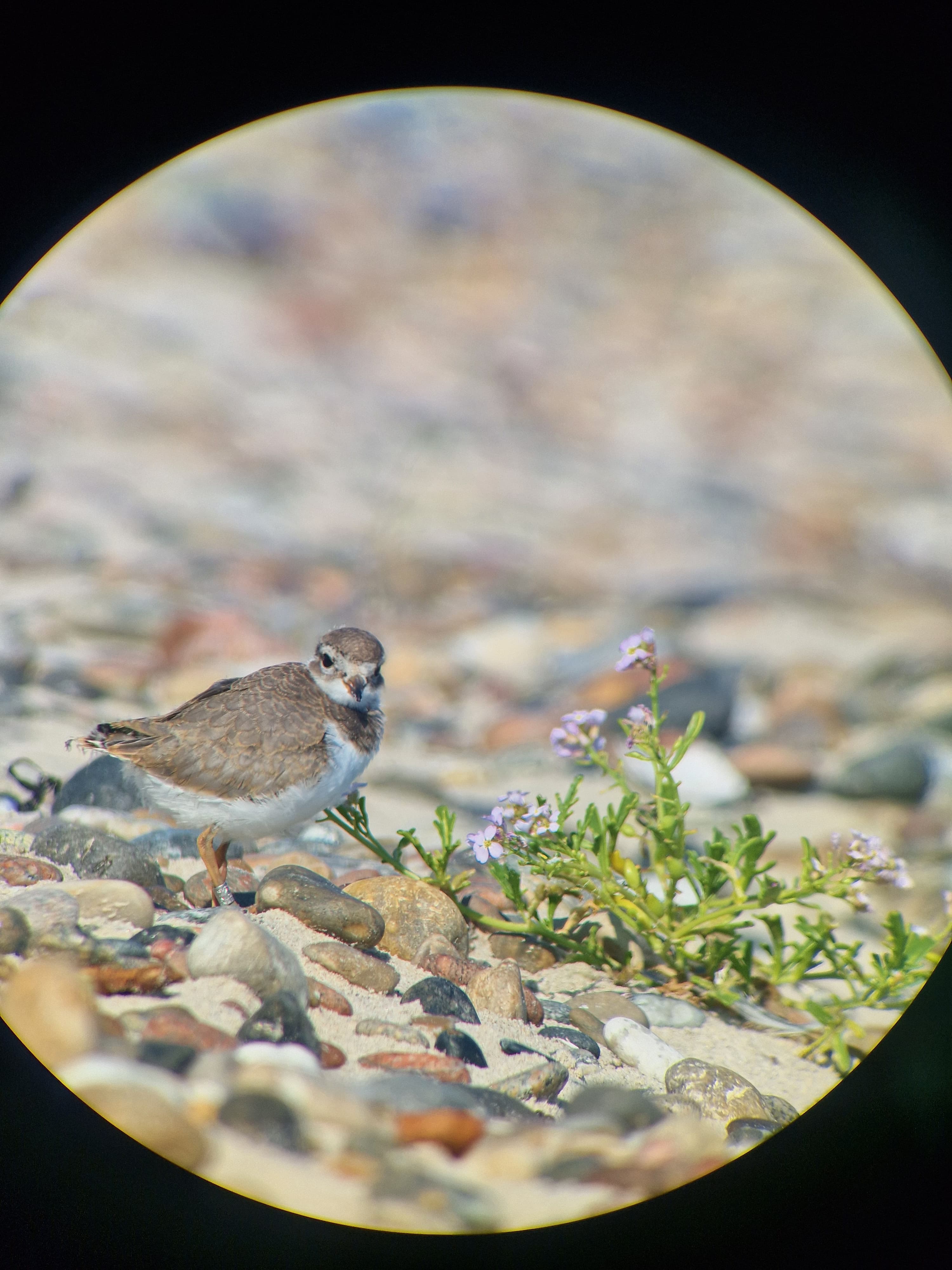common_sandpiper_ringed_chick.jpg