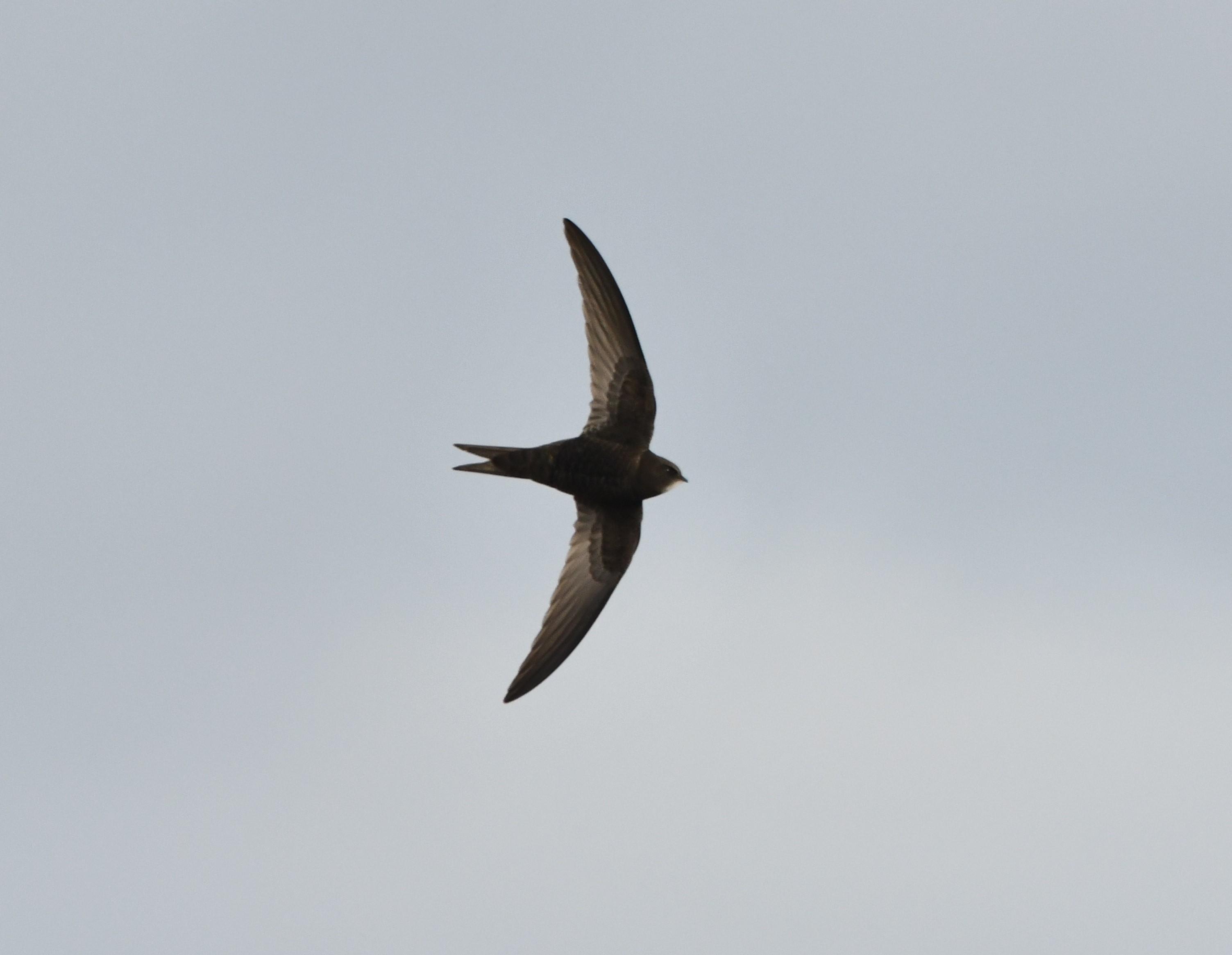 common swift crop