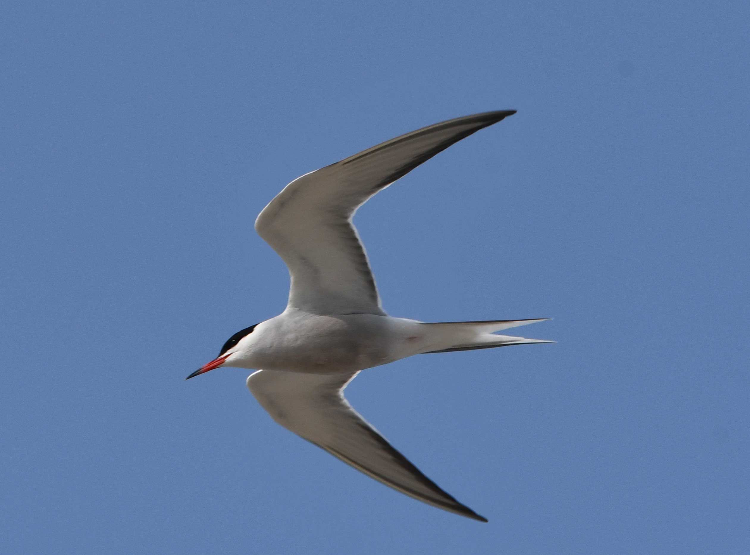 common tern crop