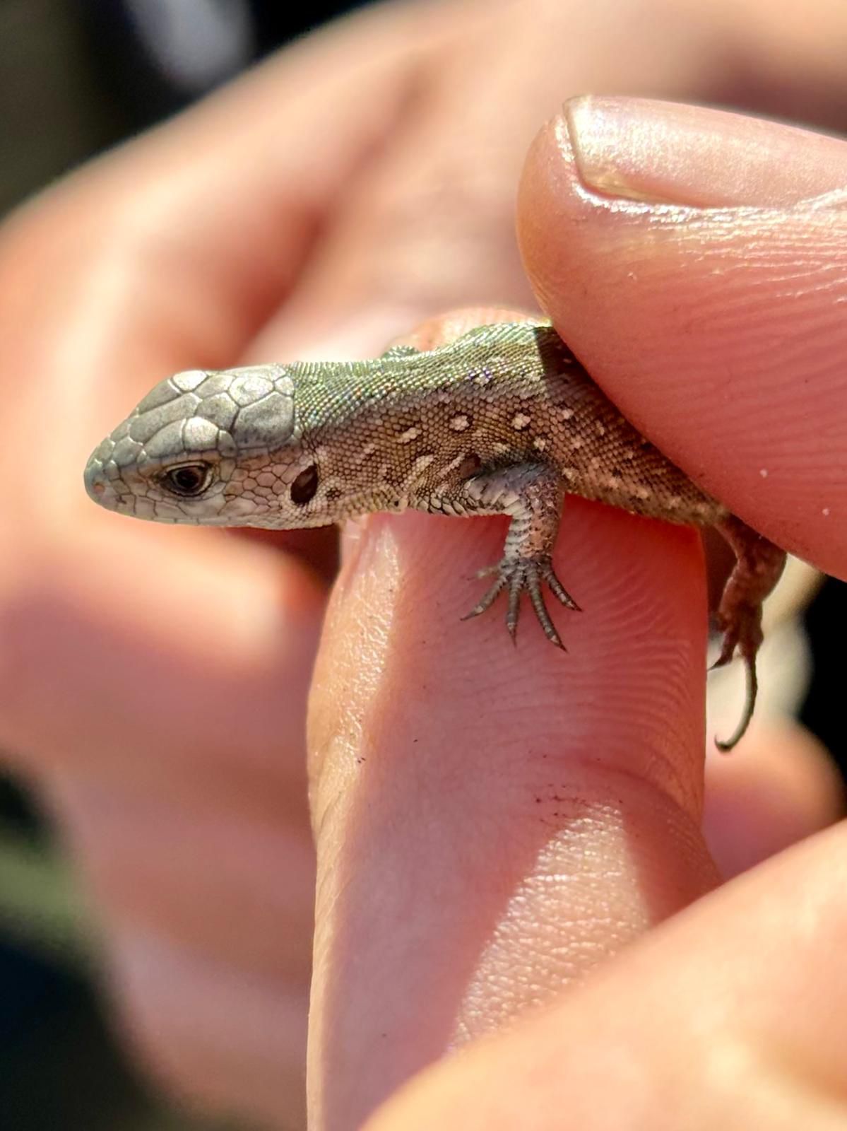 coras_sand_lizard.jpg