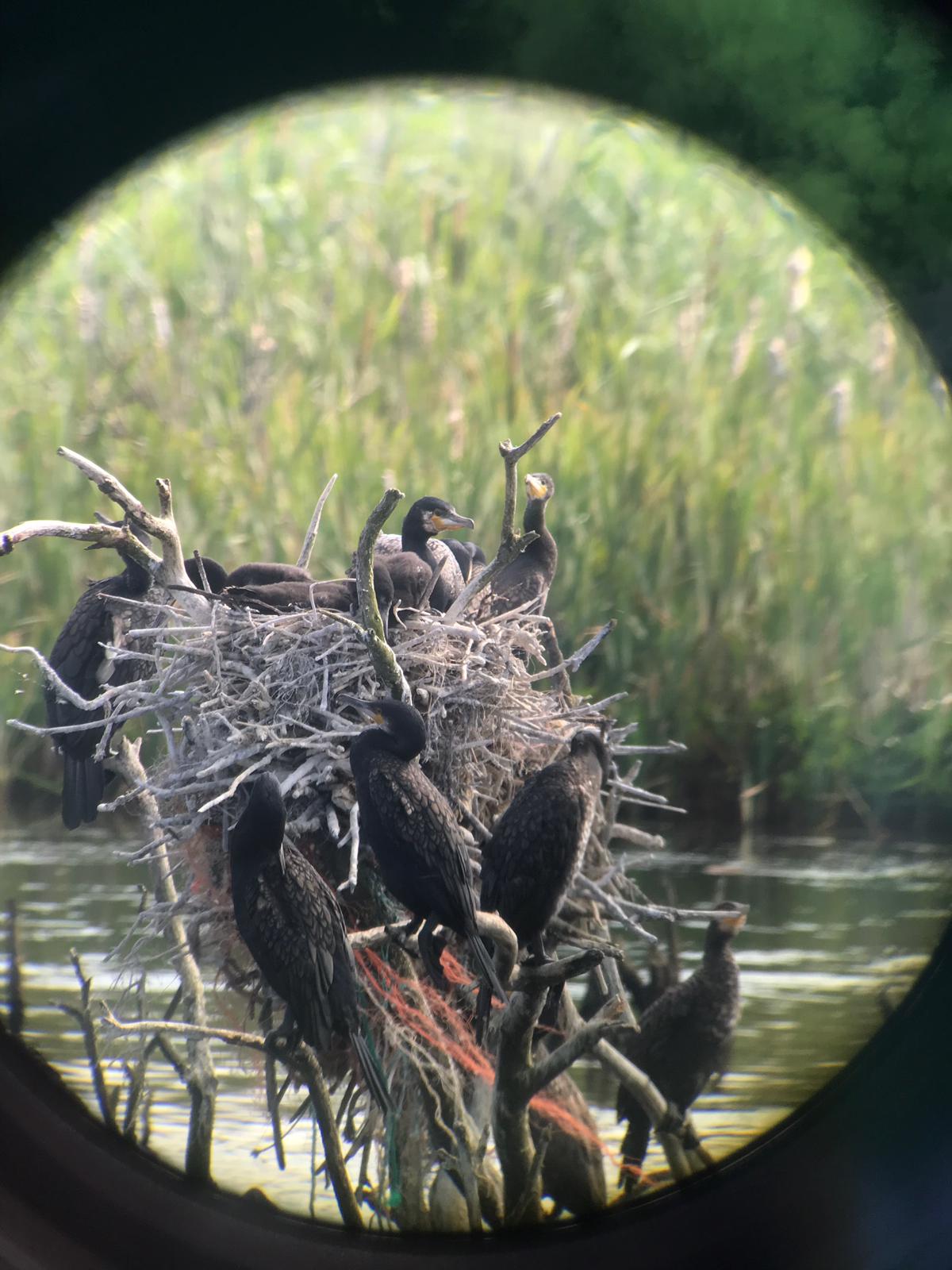 cormorants