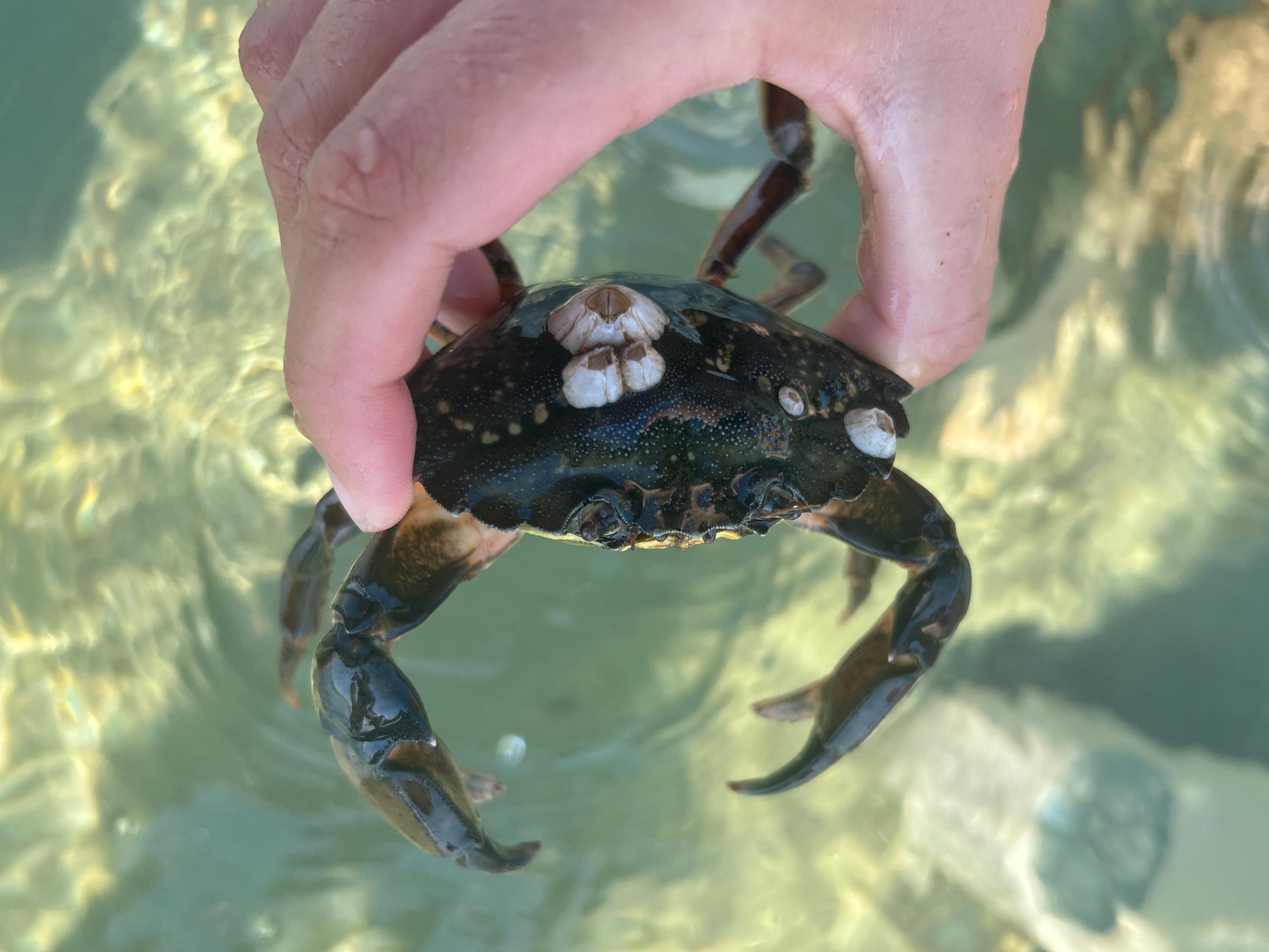 crab