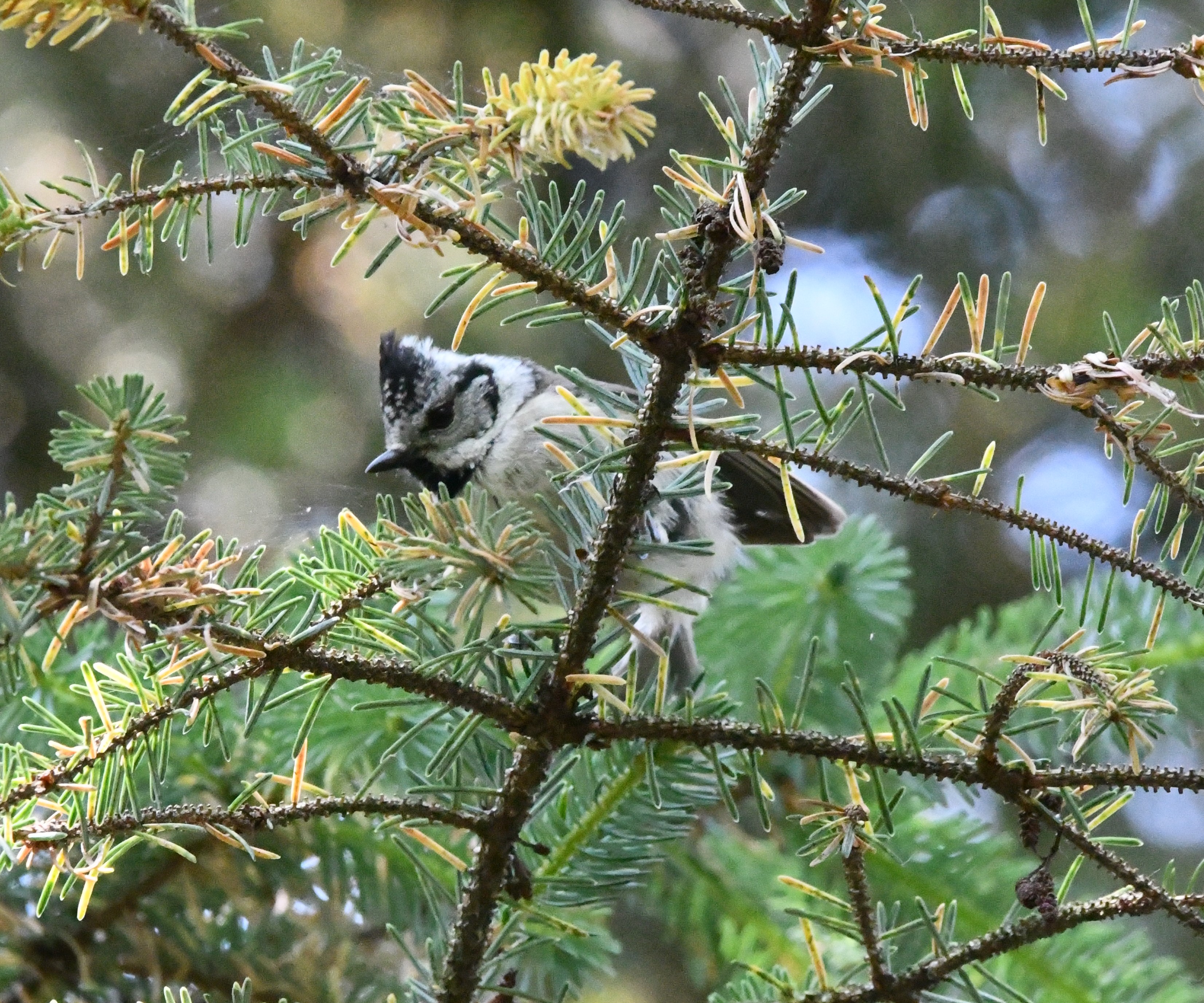 crested tit crop