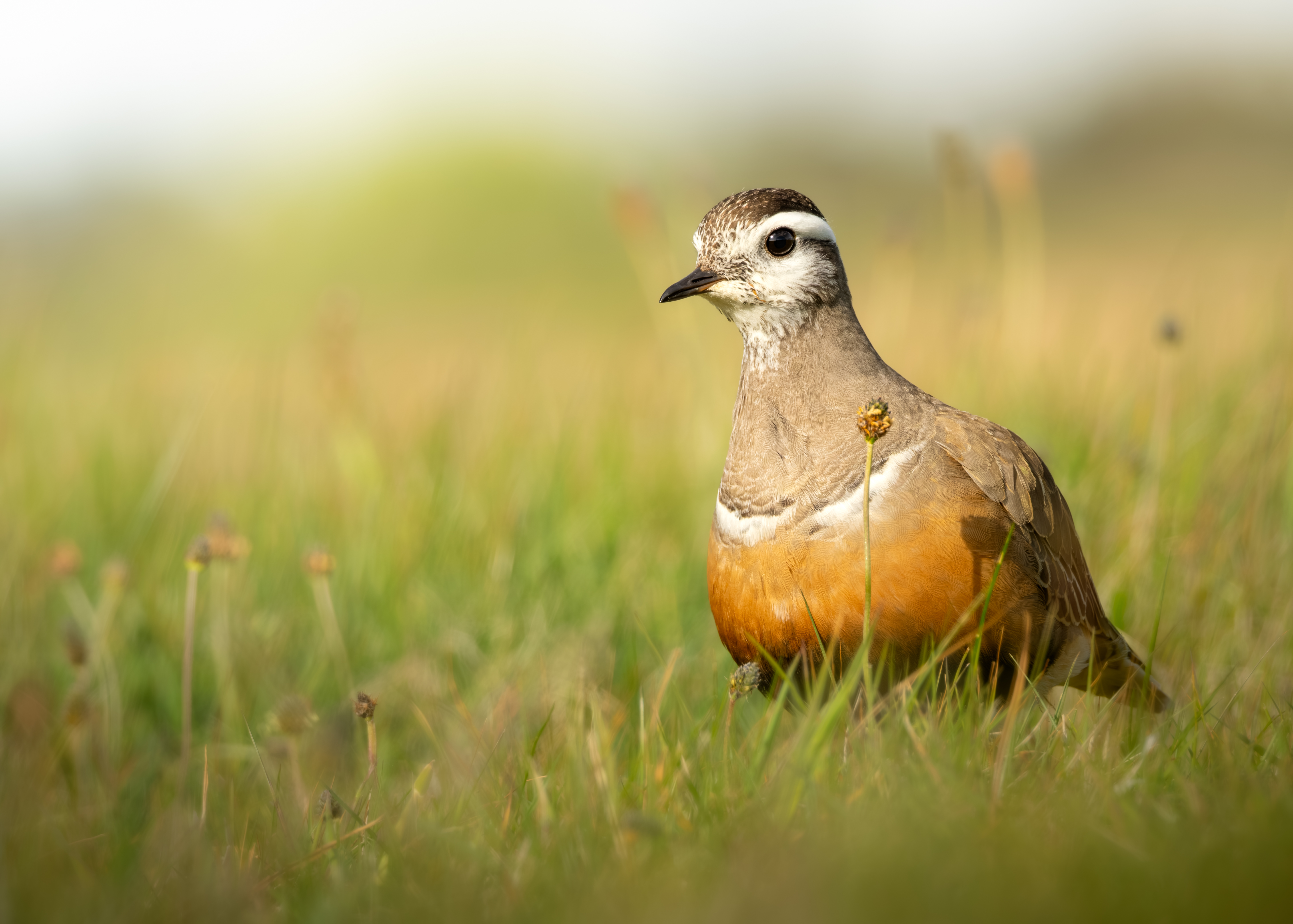 dotterel_1_1_of_1.jpg