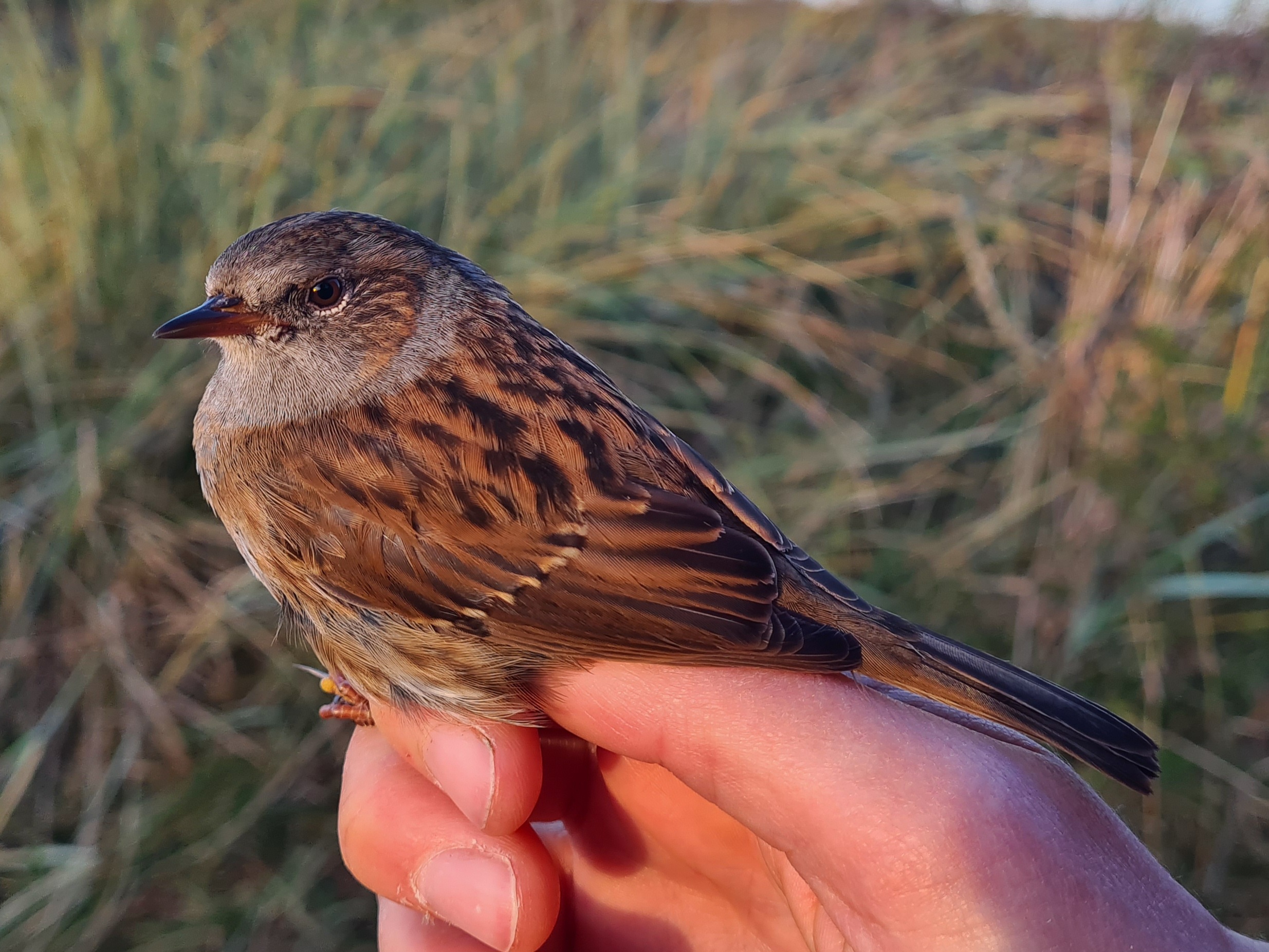 dunnock-norway_2026-10-04.jpg