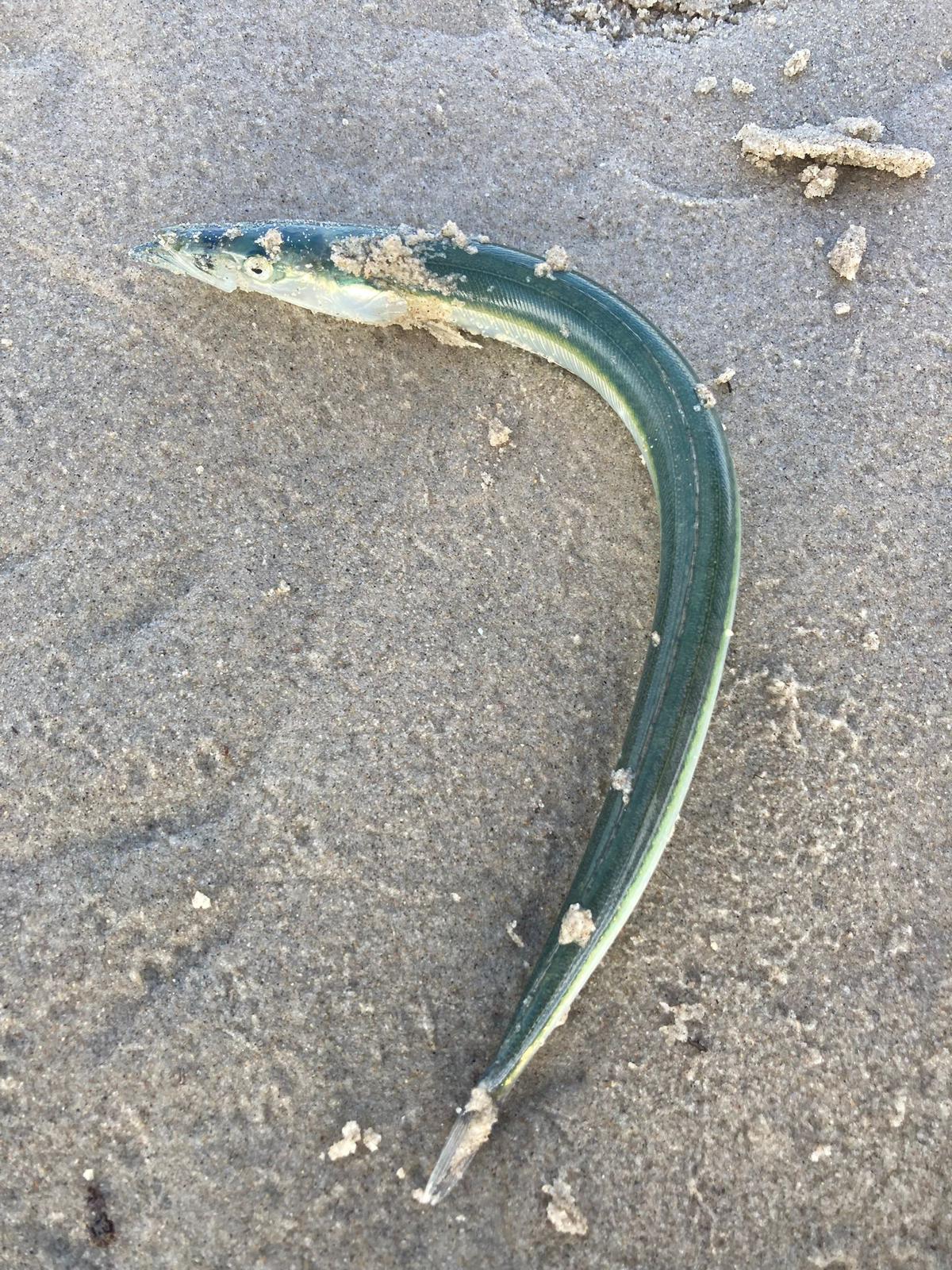 eel04.10.jpg