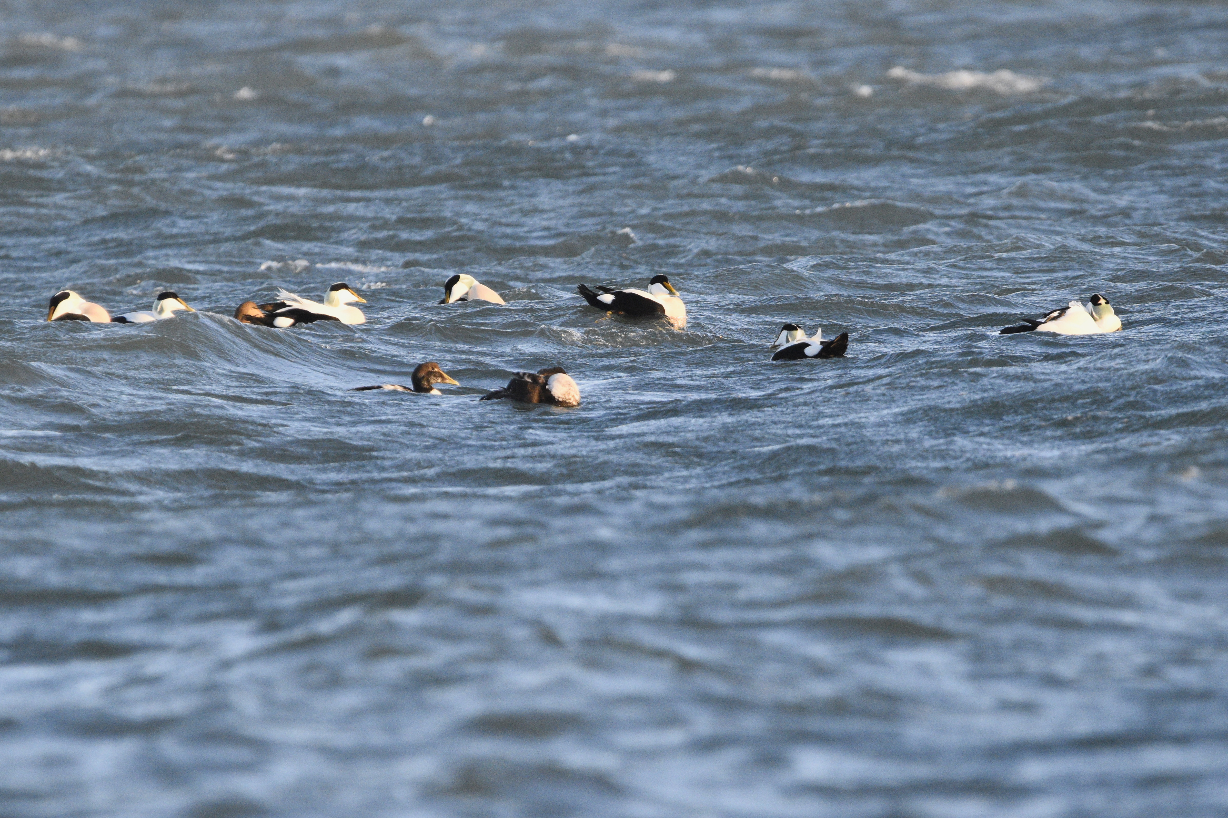 eiders