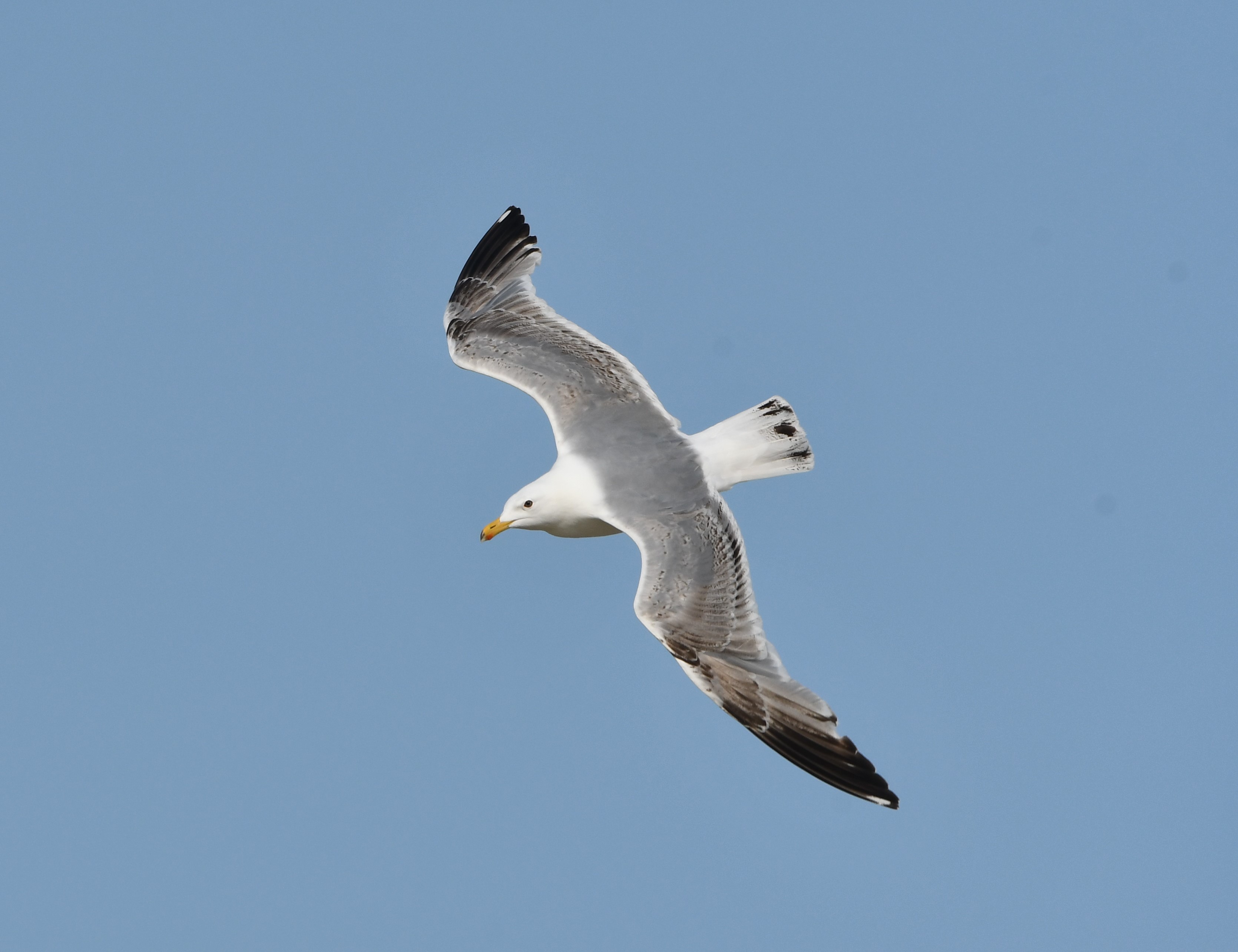 european herring gull crop