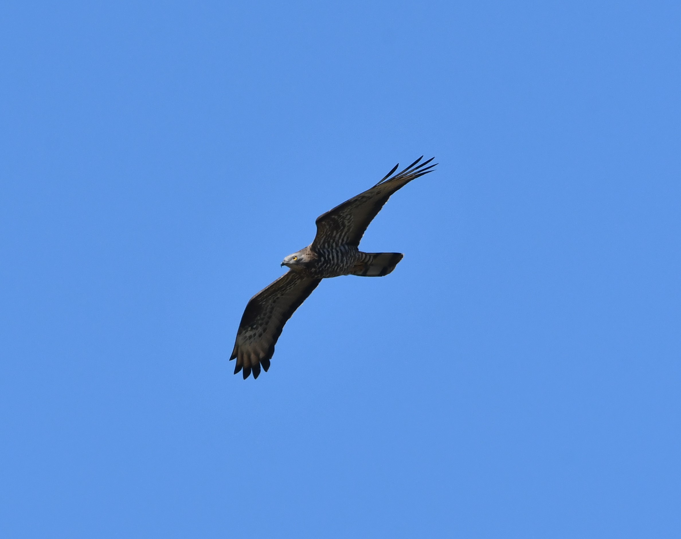 european honey buzzard crop