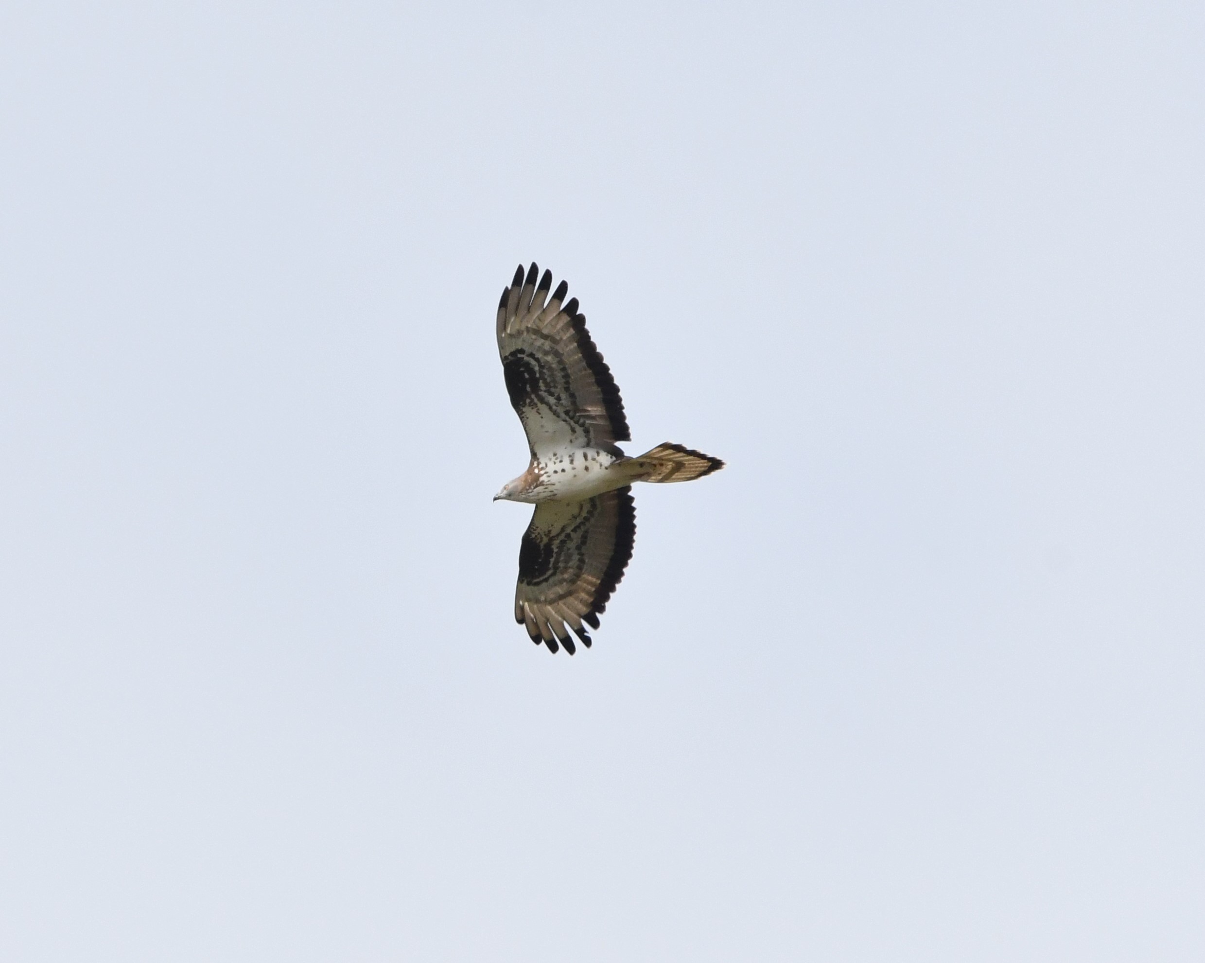 european honey buzzard 2 crop