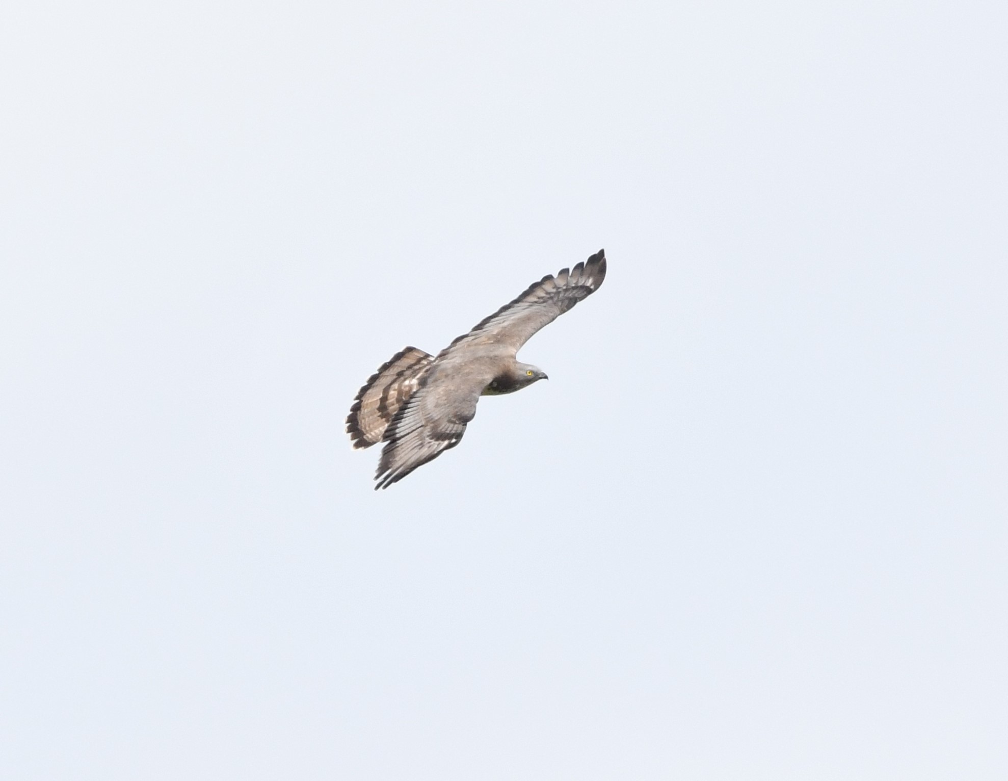 european honey buzzard crop