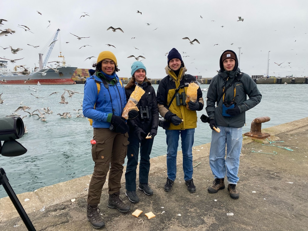 feeding the gulls