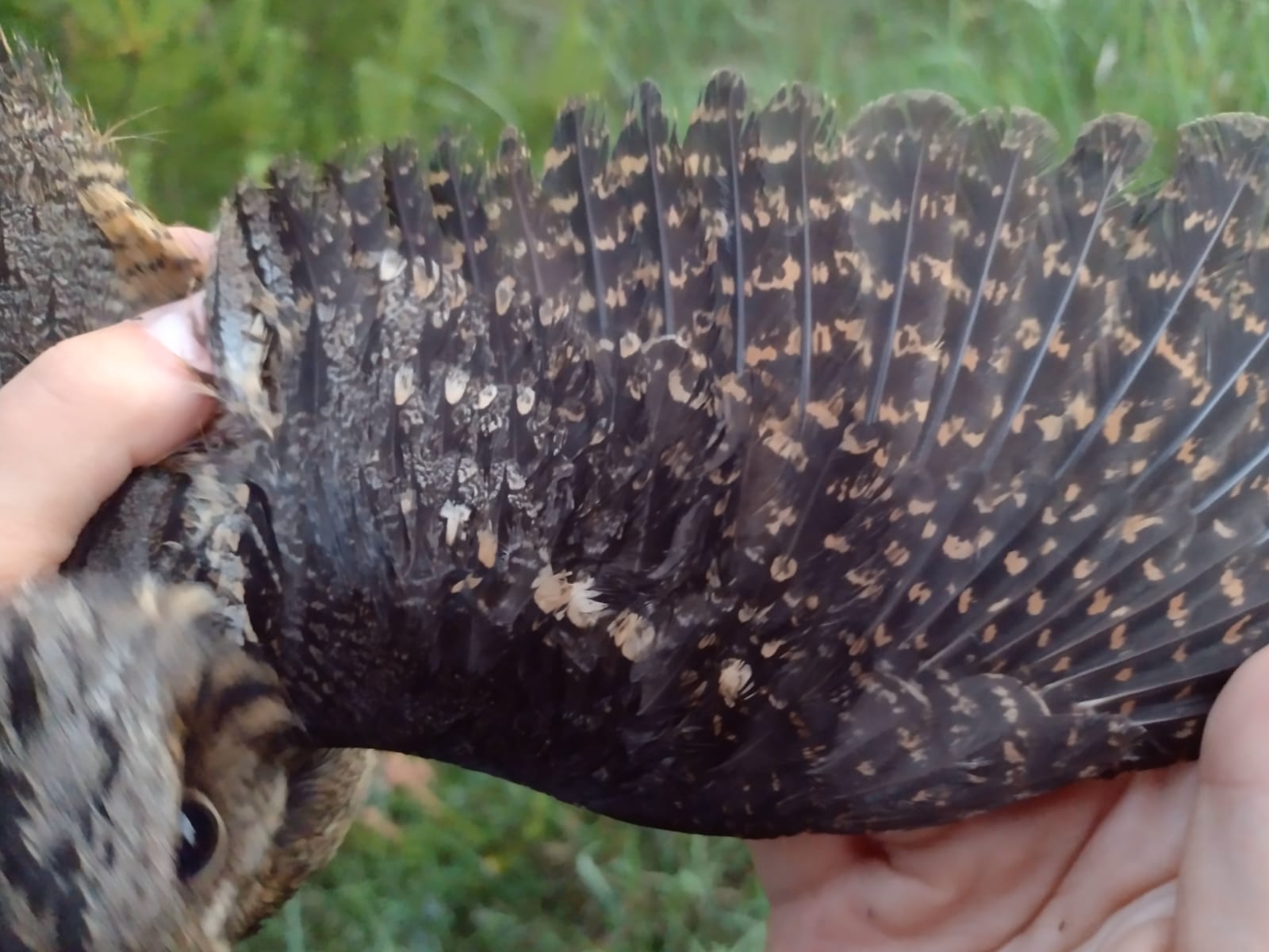 female_wing_nightjar.jpeg