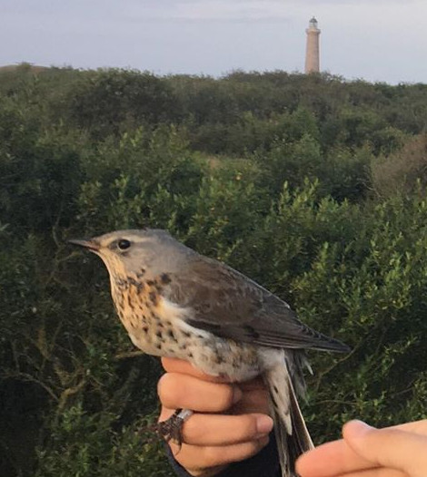 fieldfare