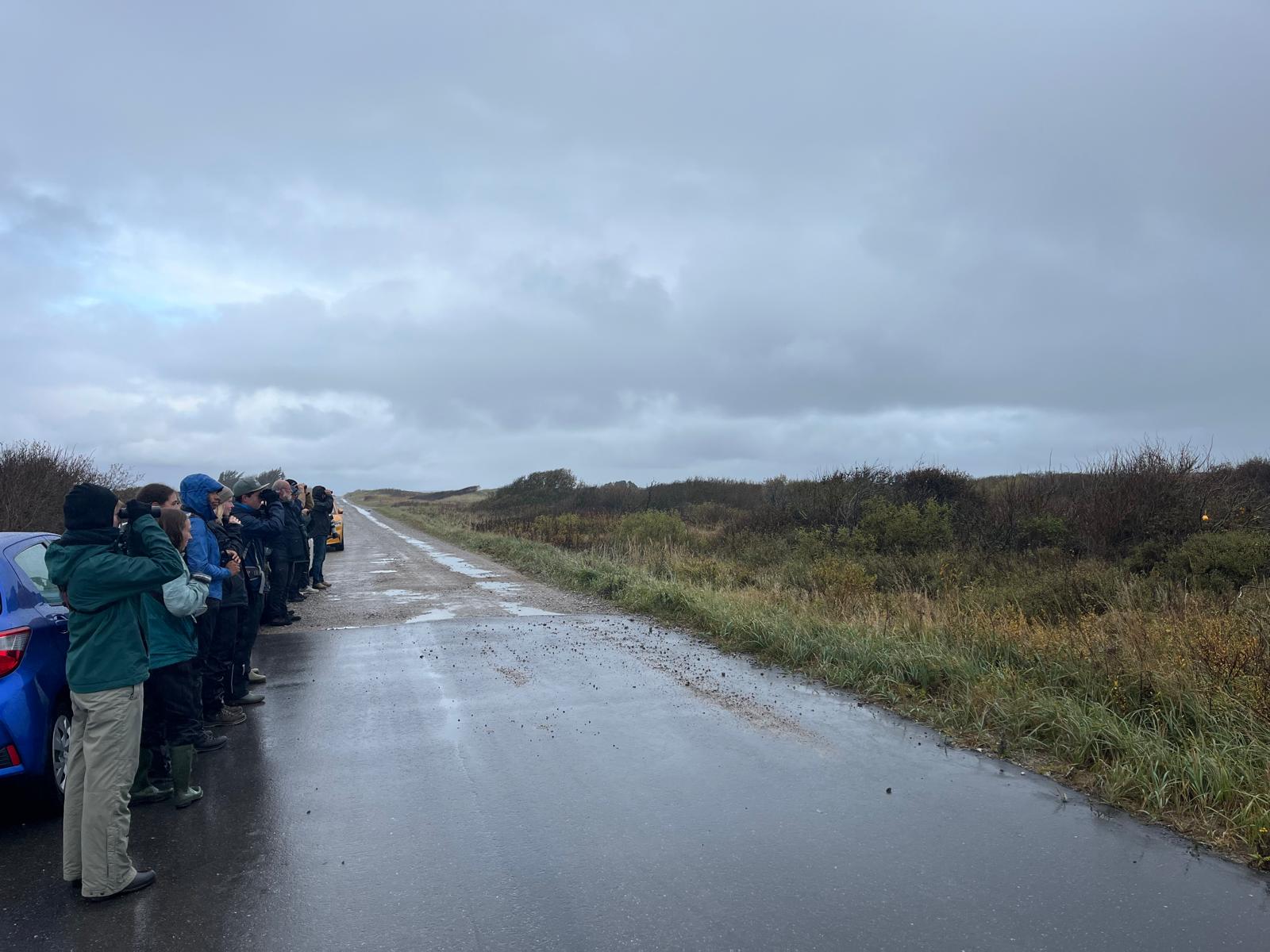 fuglekongesanger_twitch.jpg