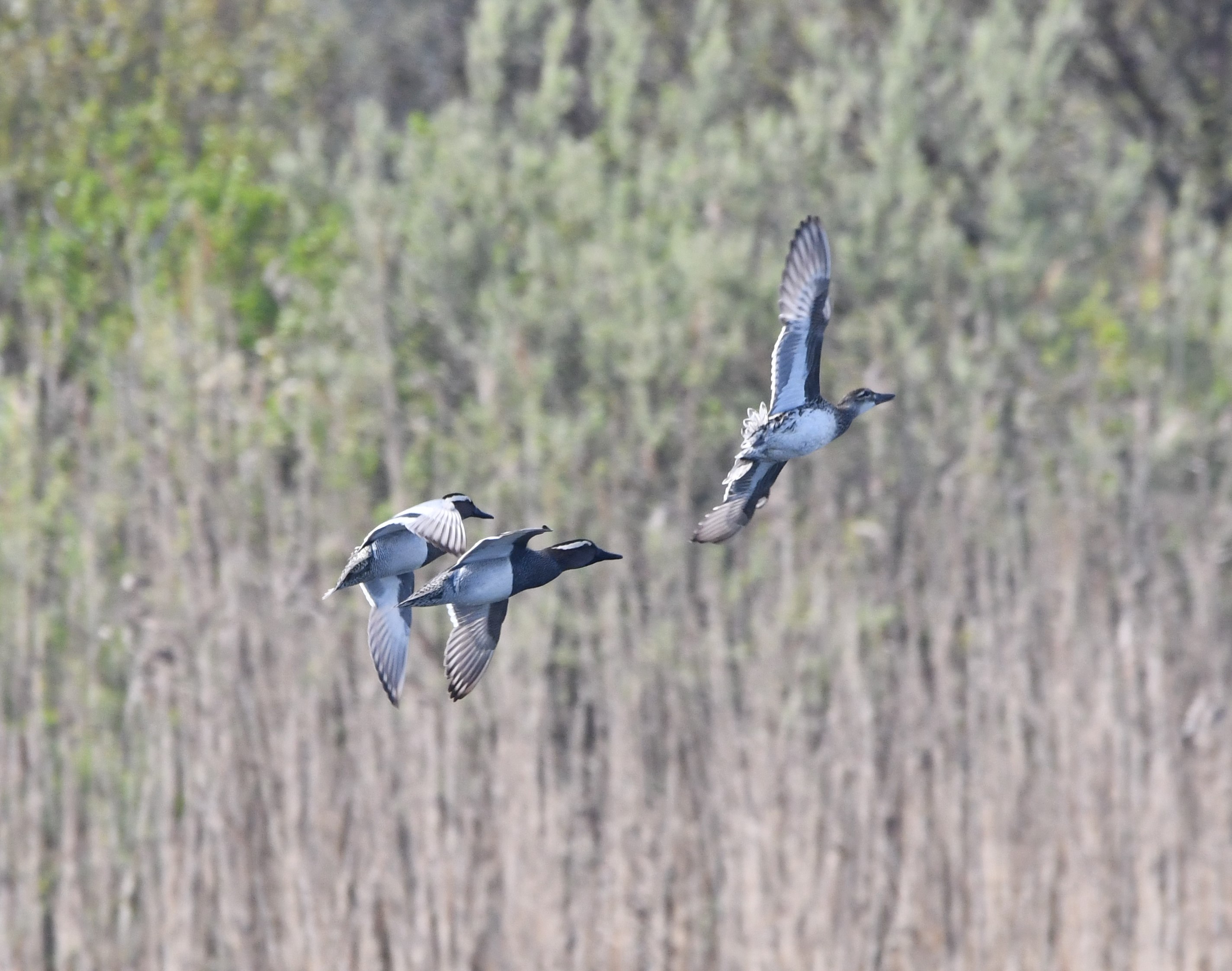 garganey crop