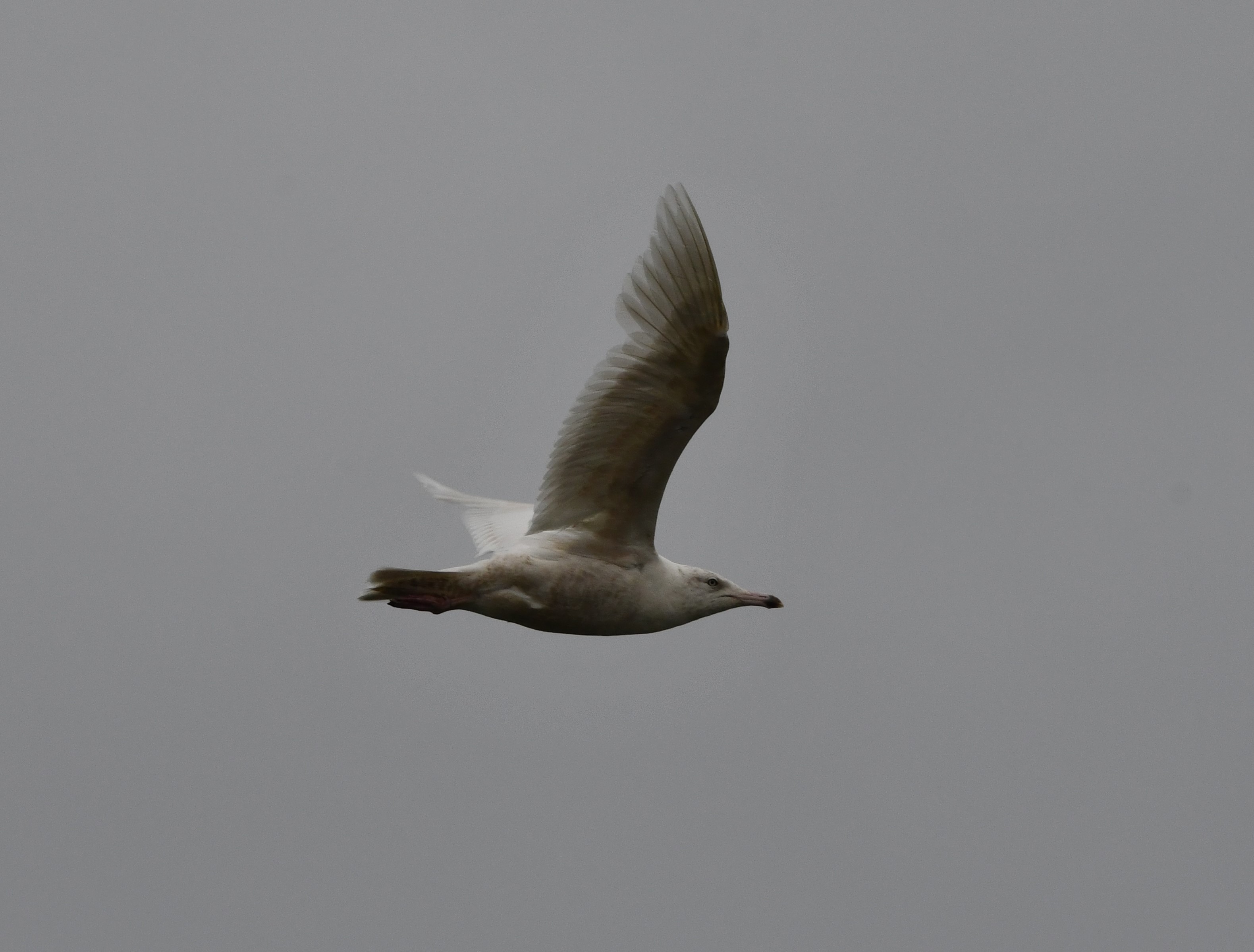 glaucous gull crop