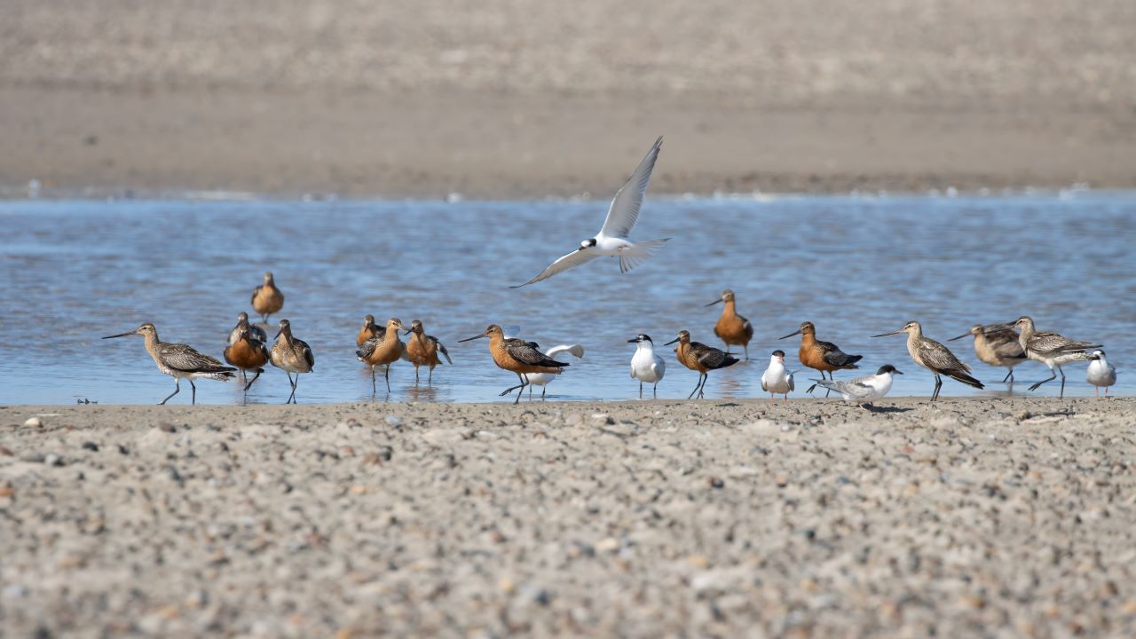 godwits