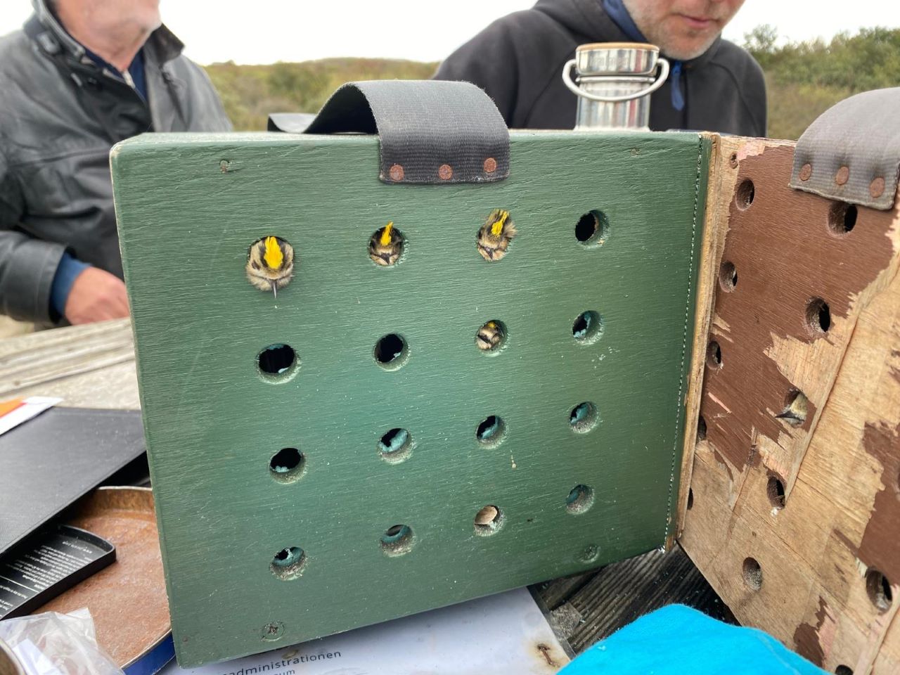 goldcrest_box.jpg