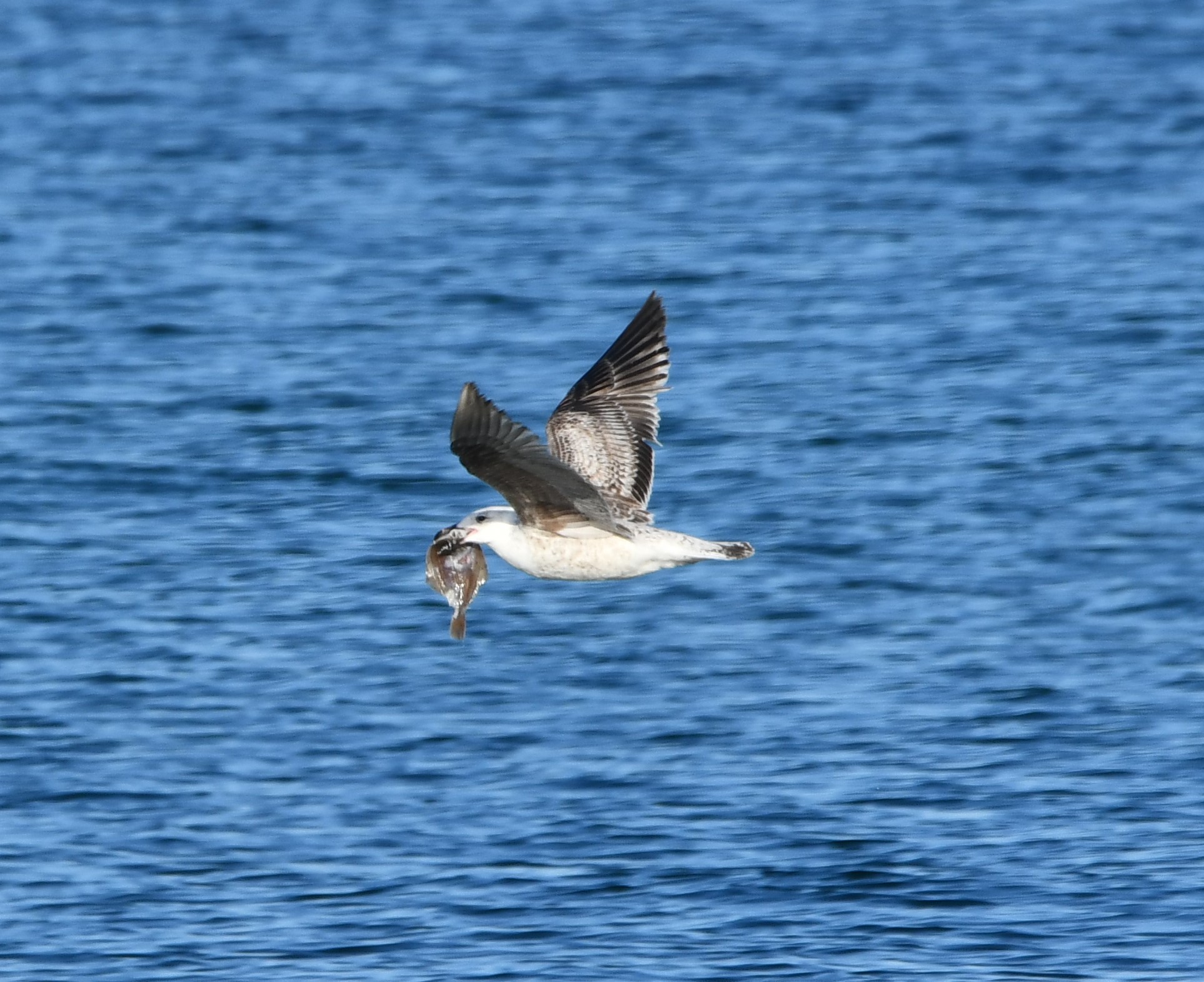great black backed gull crop
