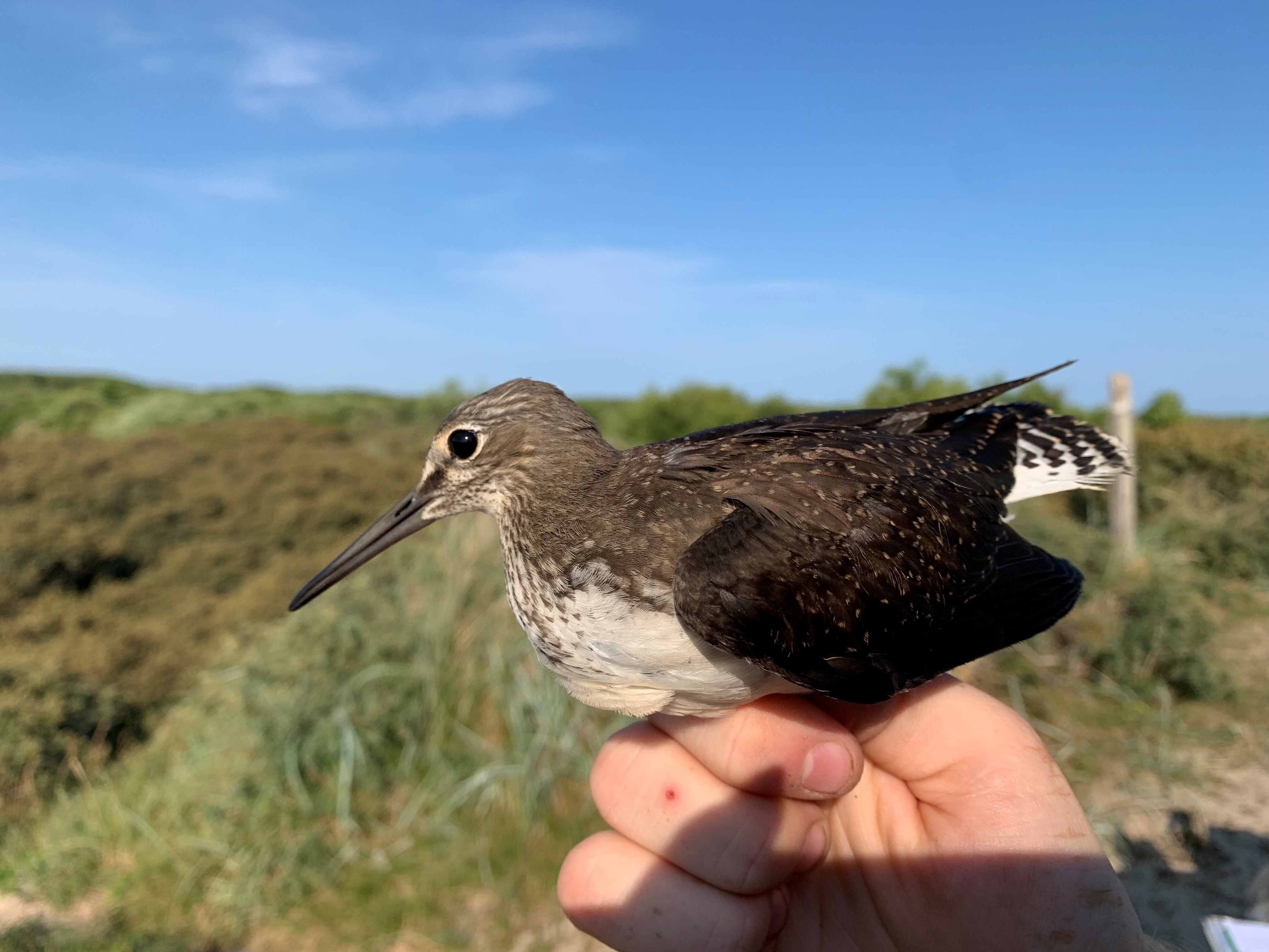 green_sandpiper2.jpg