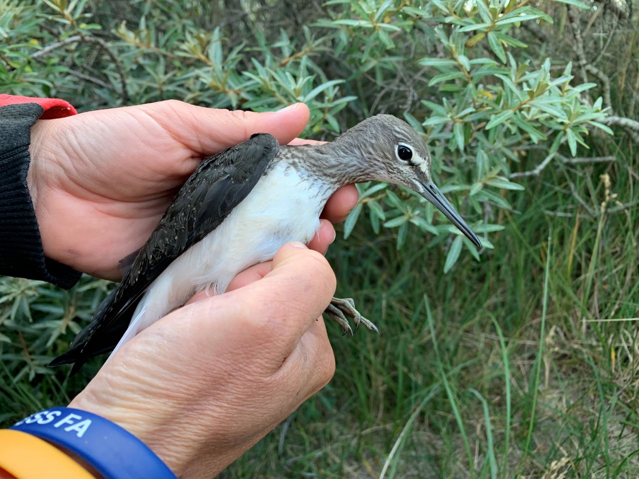 greensandpiper