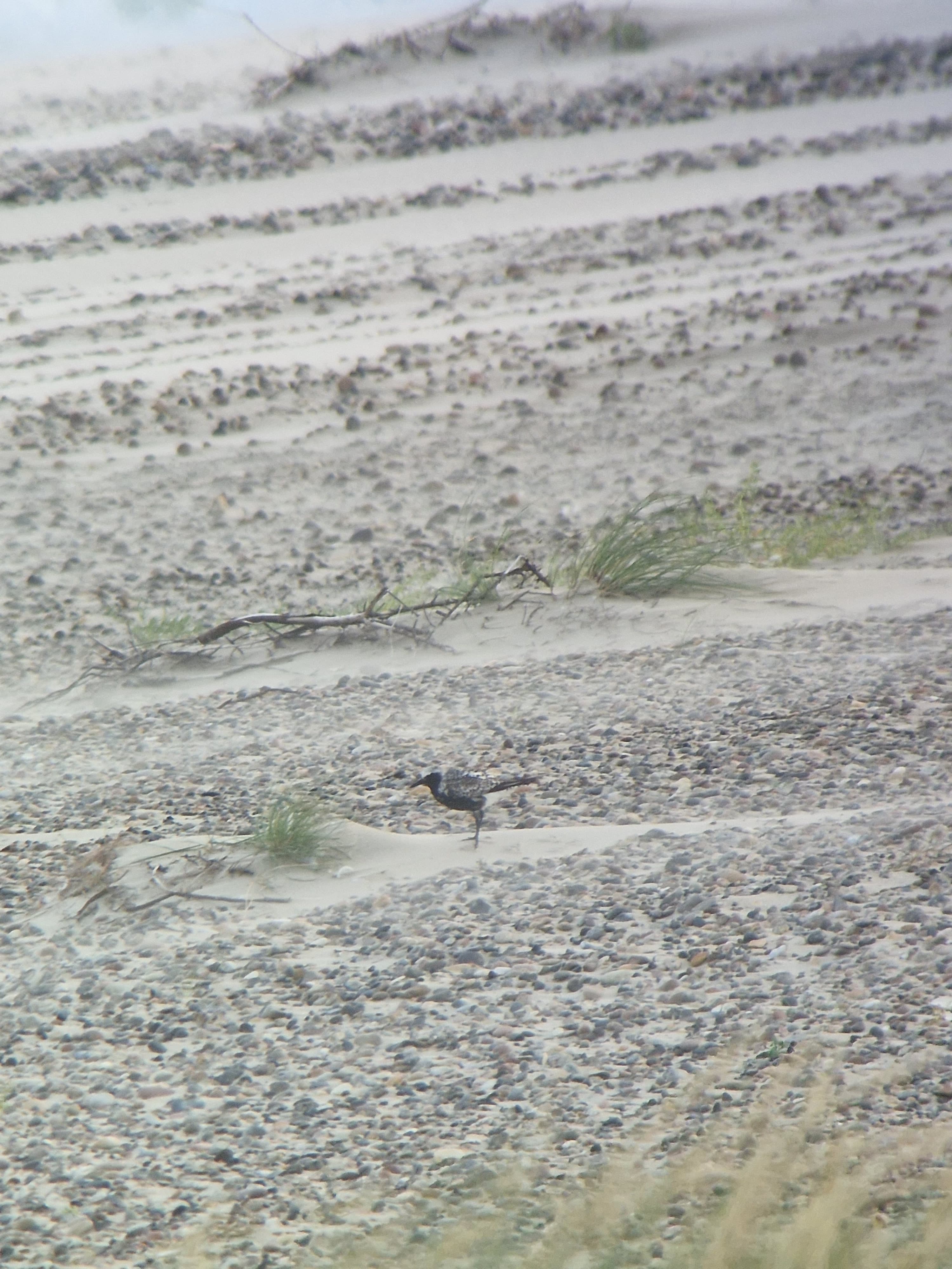 grey_plover.jpeg