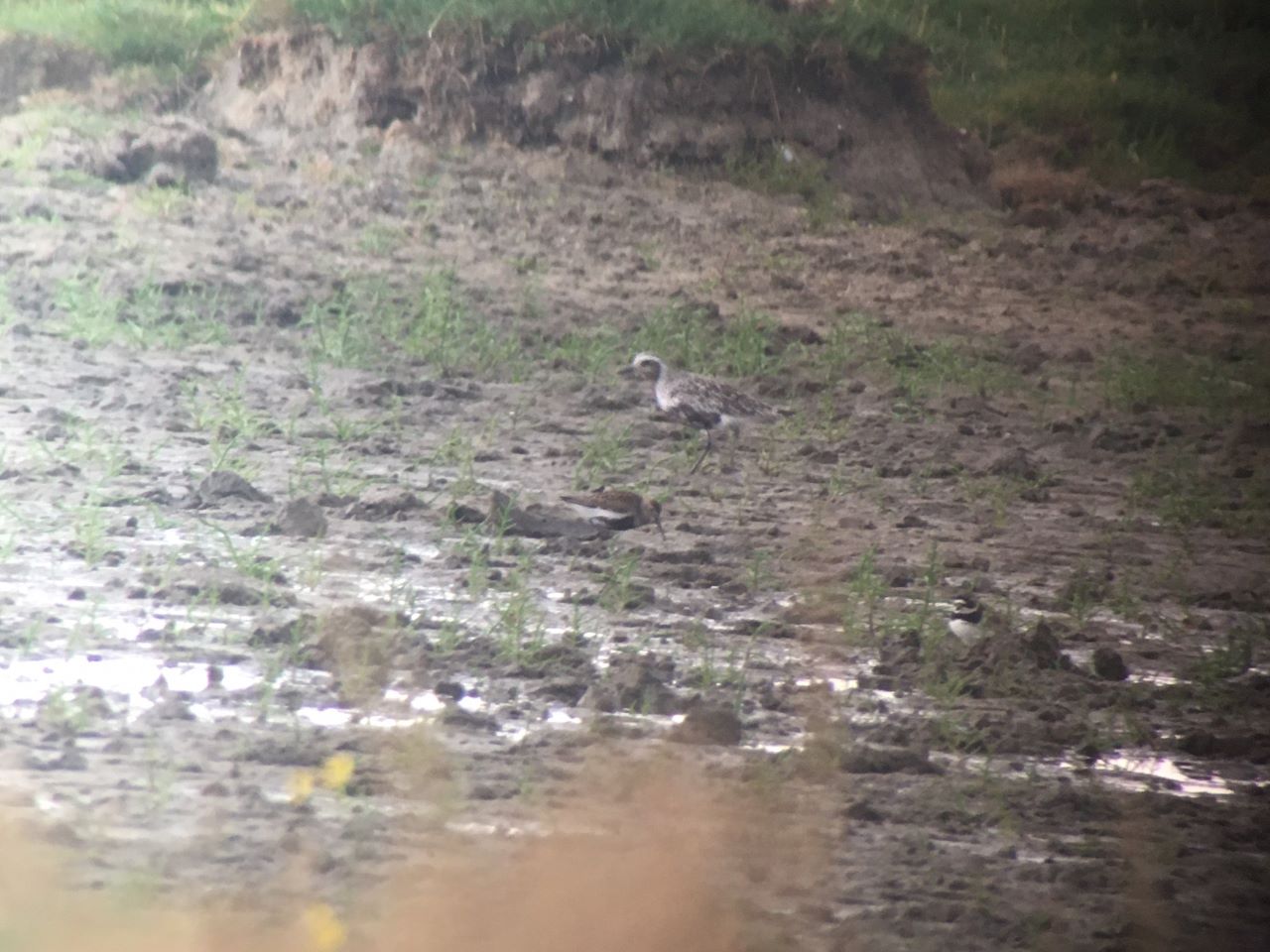 grey plover jerup