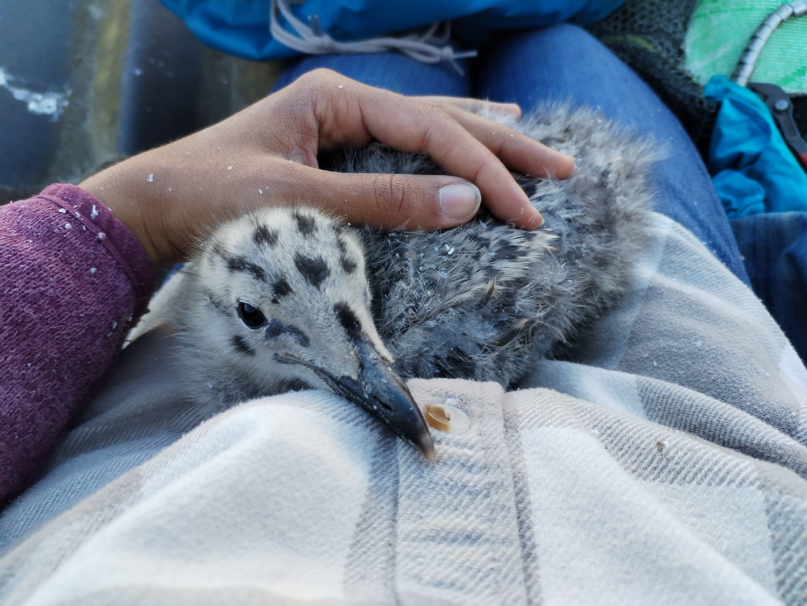 gull chick 2025 06 30 