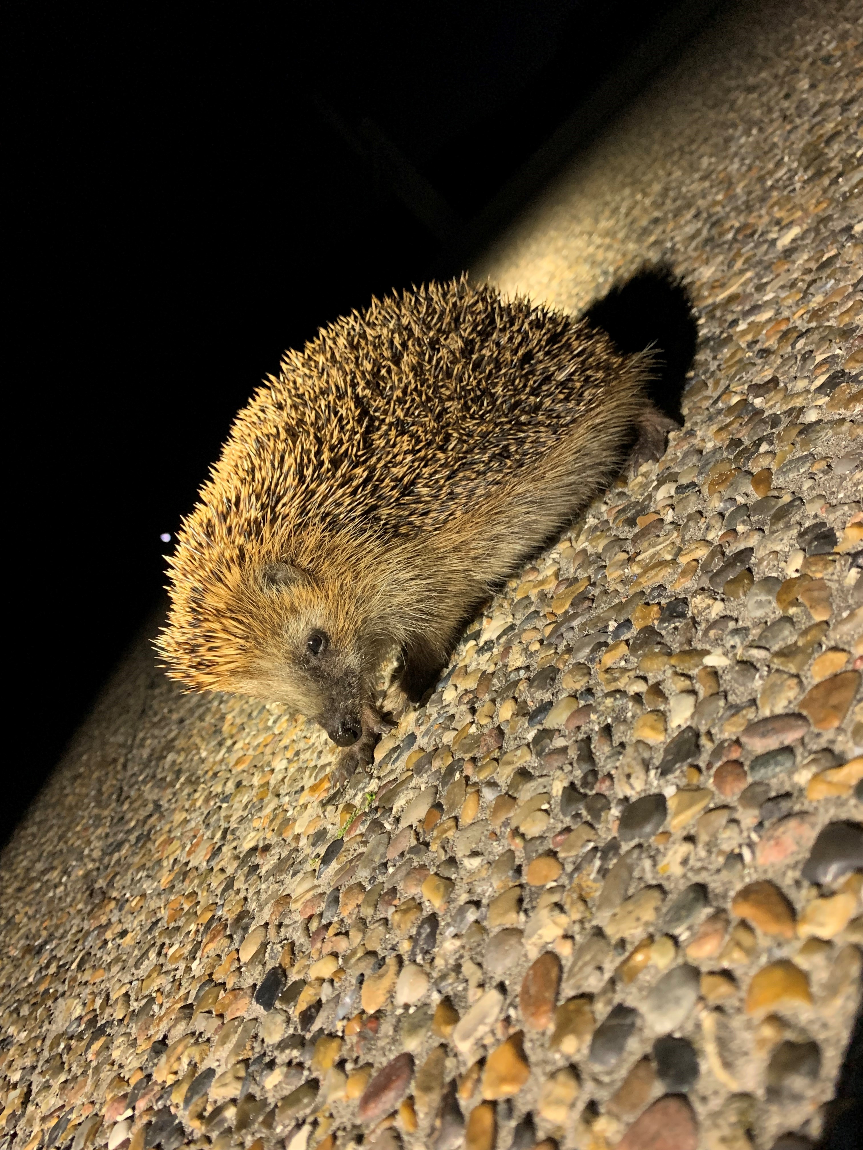 hedgy.jpg