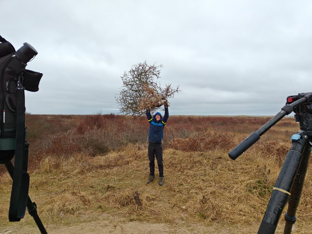 holdingbuckthornbushedit