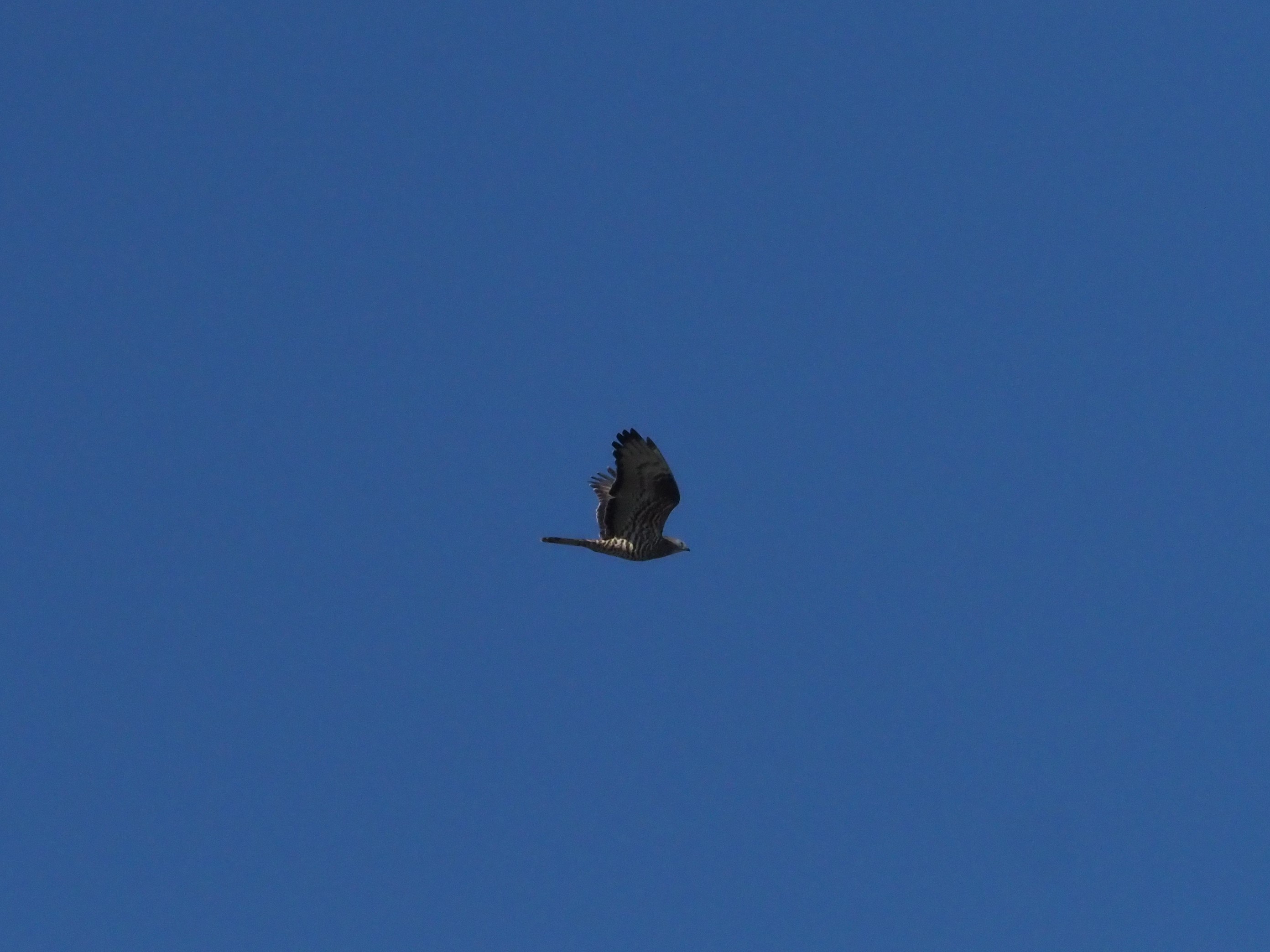 honey buzzard