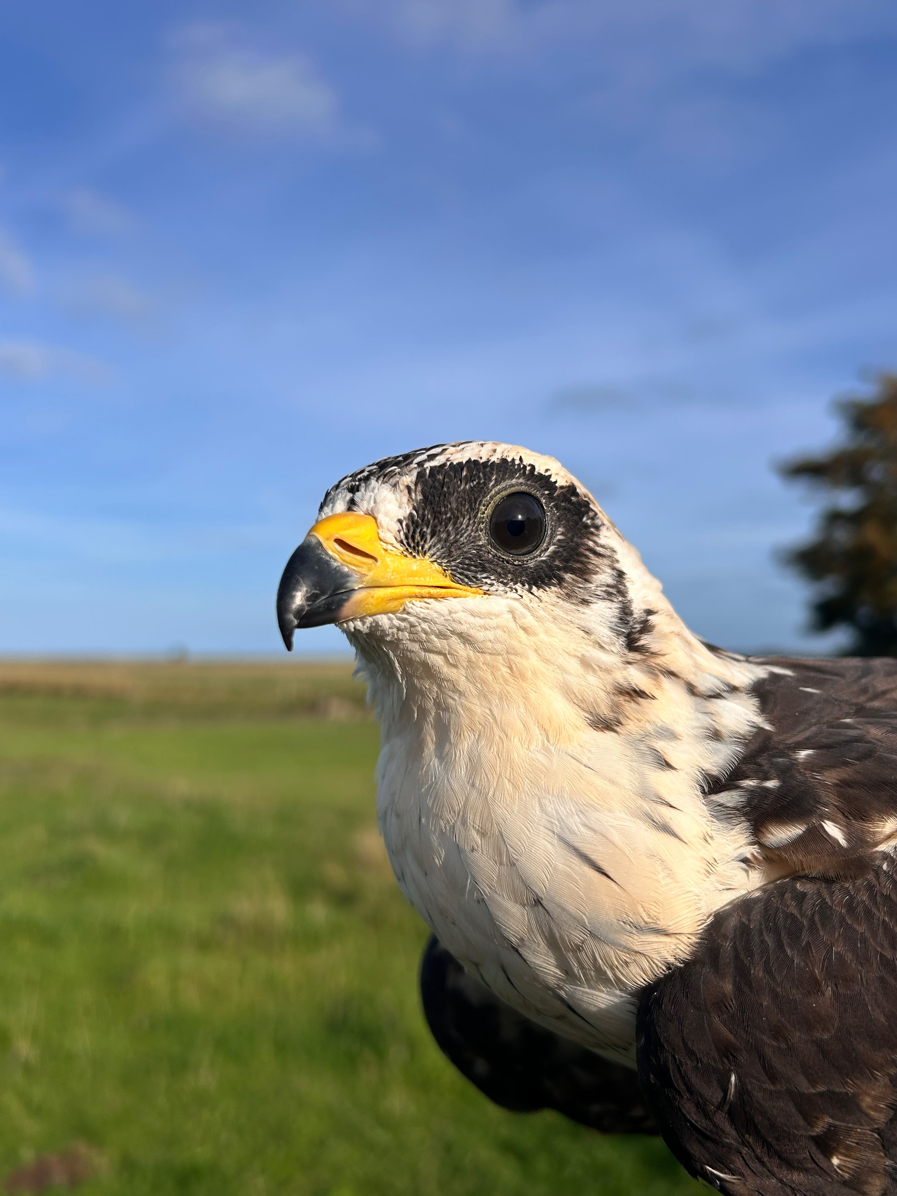 honeybuzzard-20260913.jpg