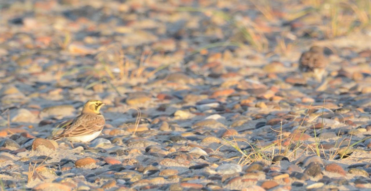 hornedlark_20261009.jpg