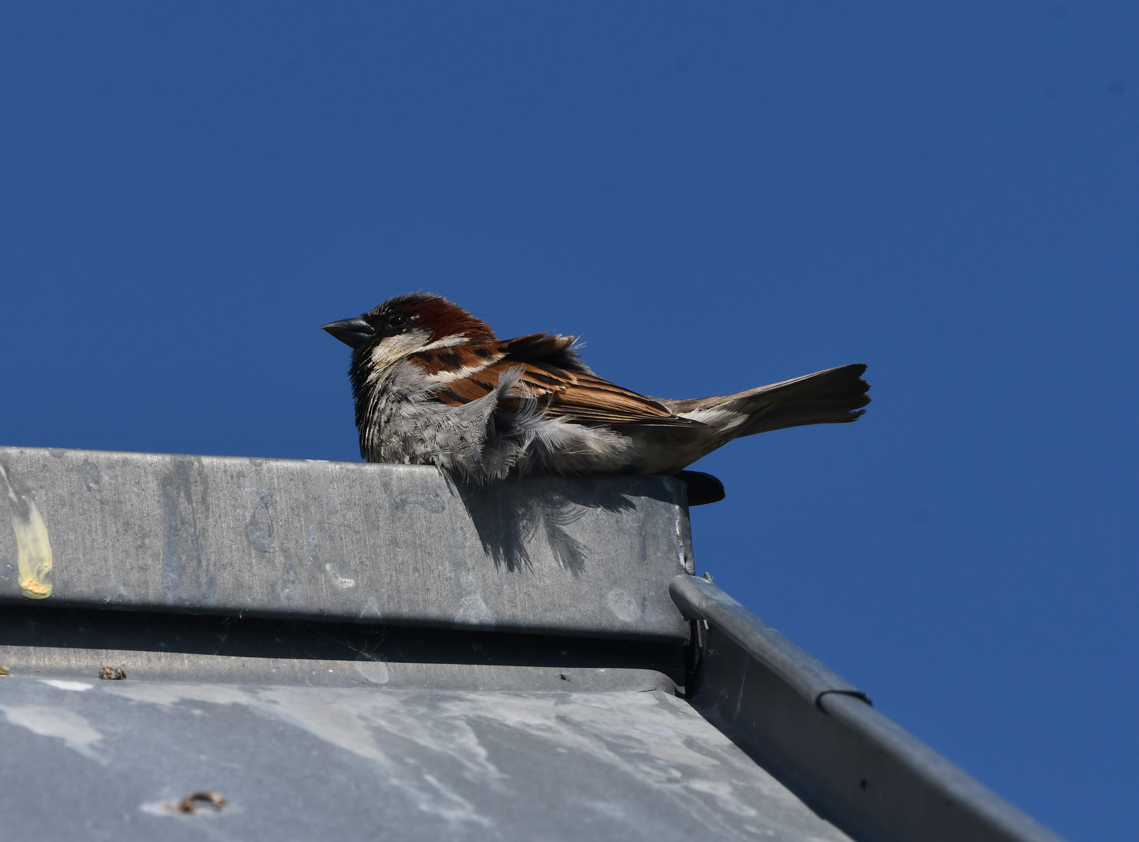 house sparrow crop