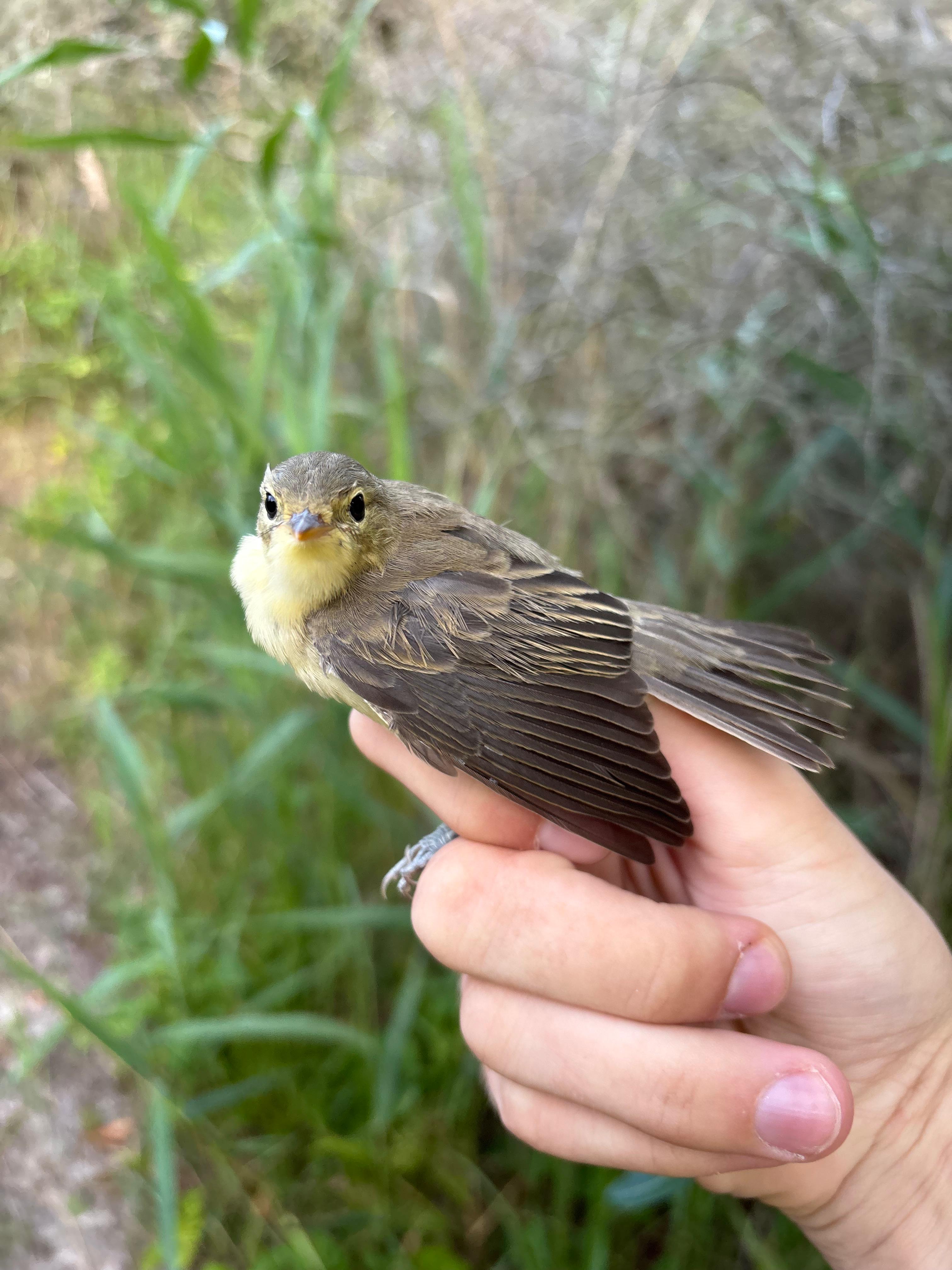 icterine-warbler_20260722.jpg