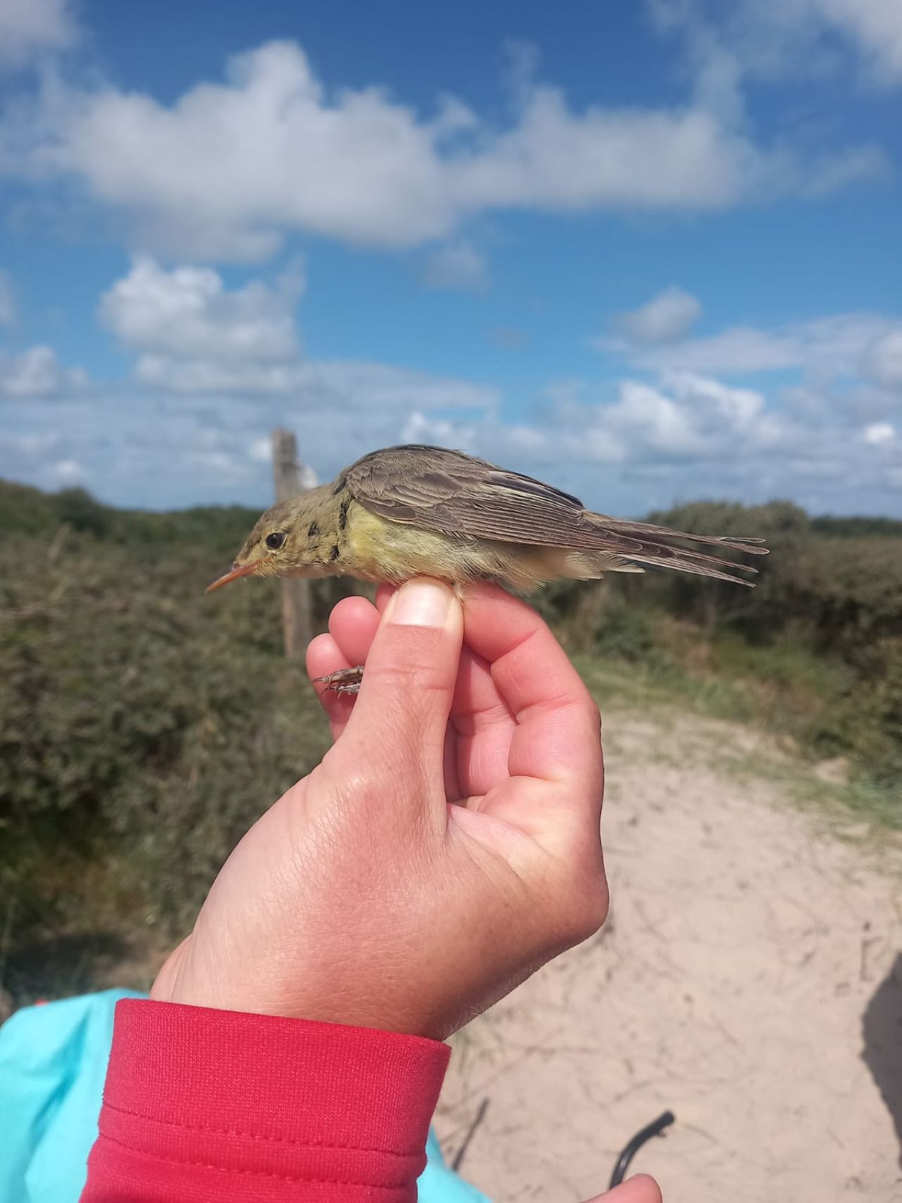 icterine warbler