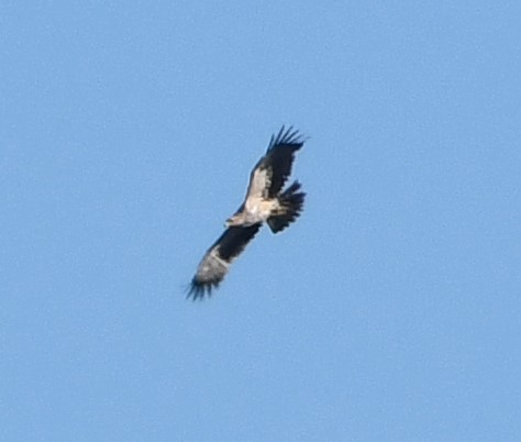 imperial eagle crop