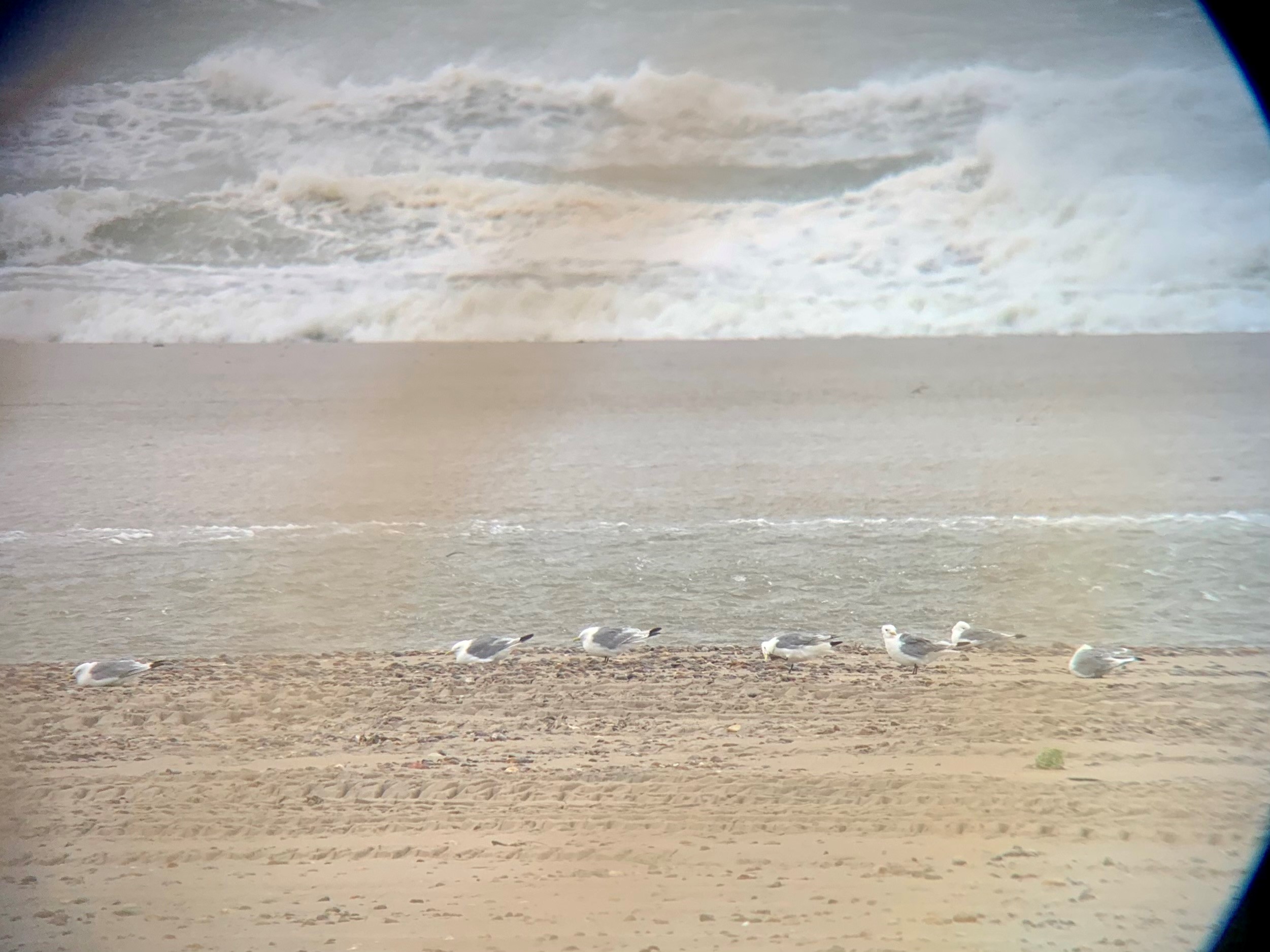 kittiwakes