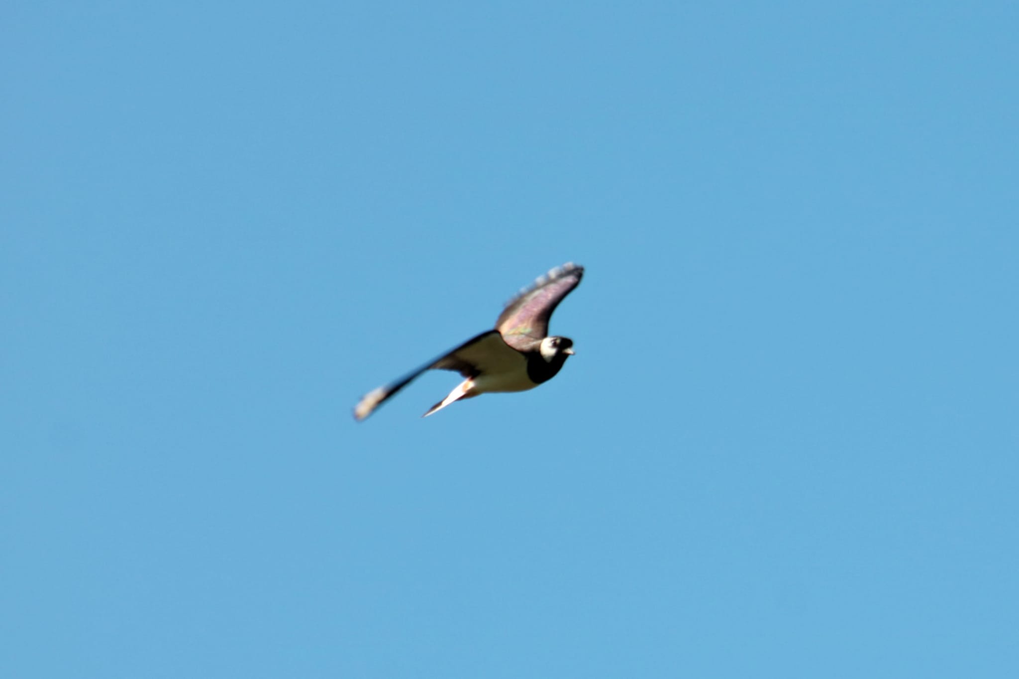 lapwing