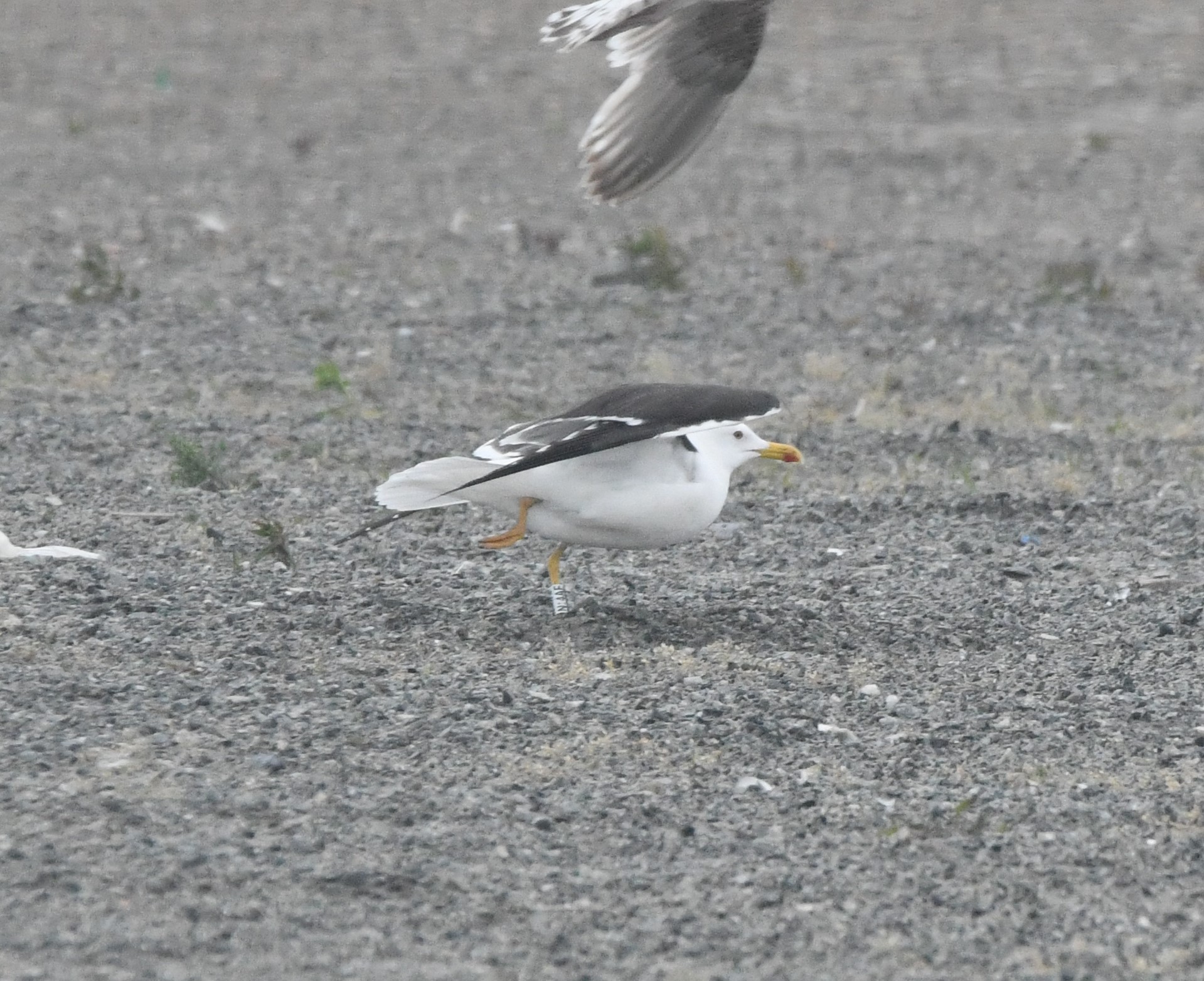 lesser black backed gull crop