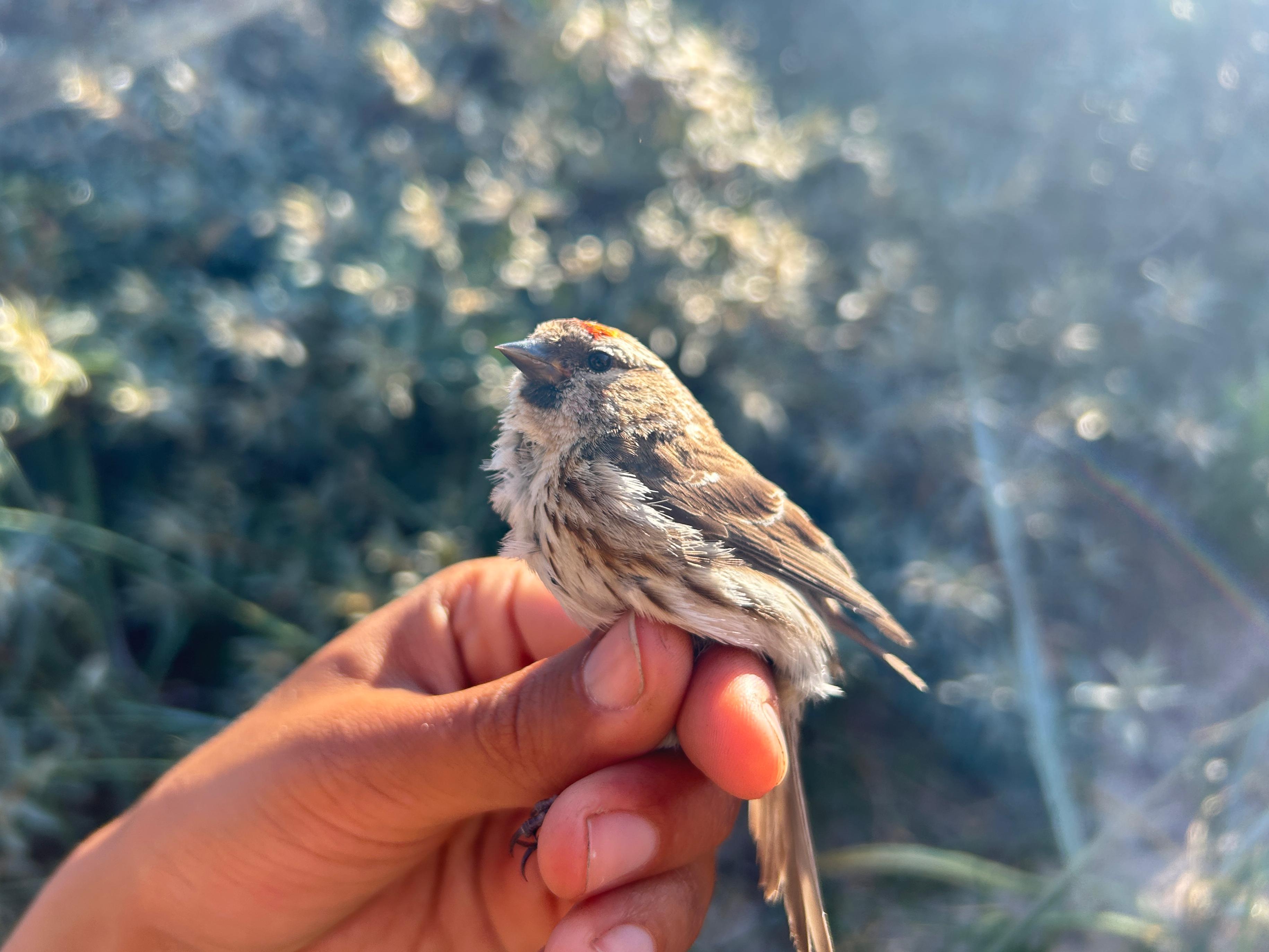 lesser_redpoll.jpg