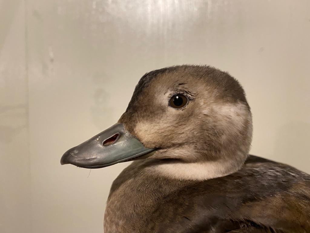 long_tailed_duck.jpg