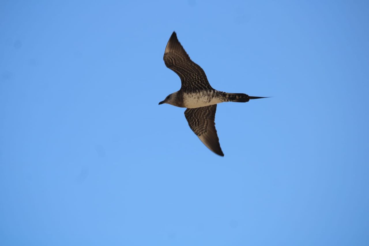 long tailed skua