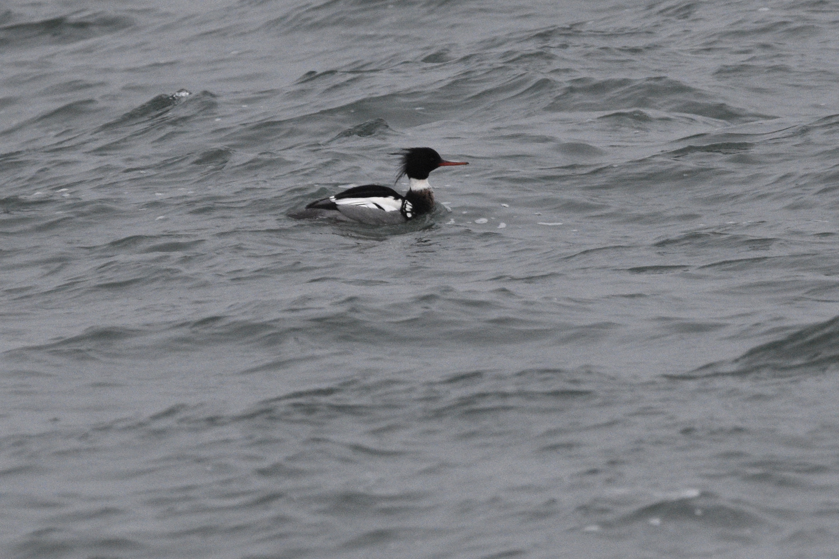 merganser