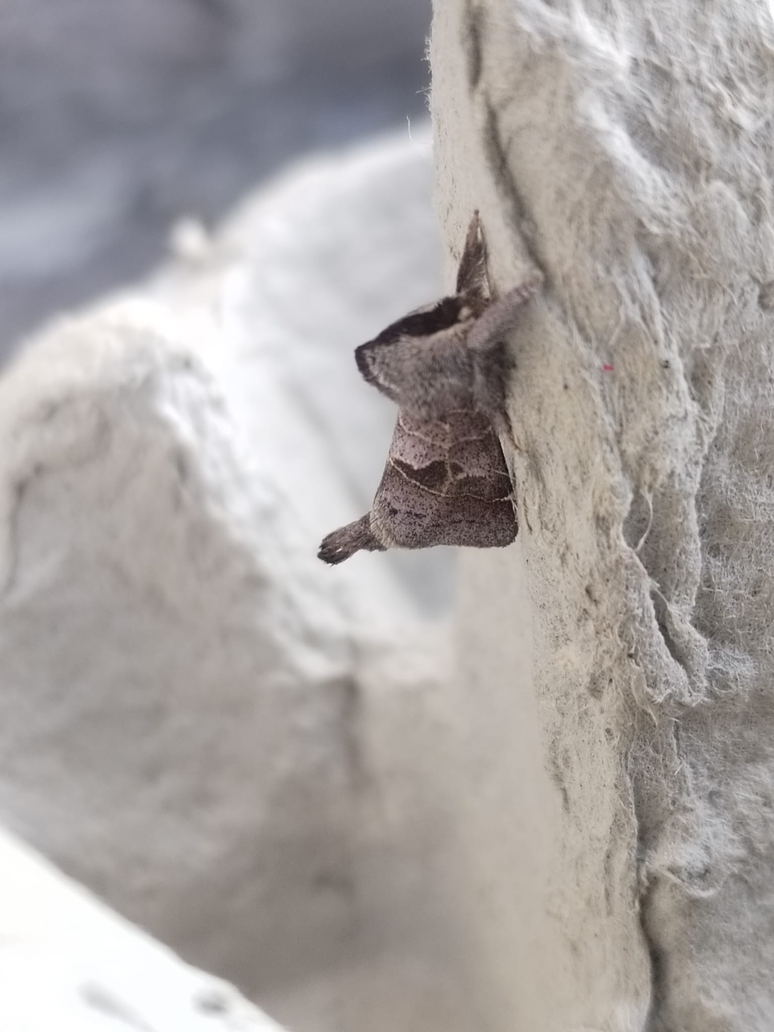 moth