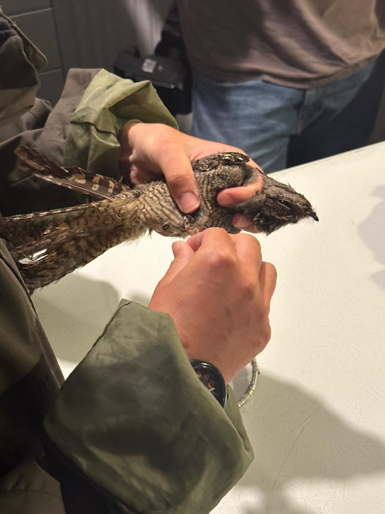 2nd nightjar 24th july