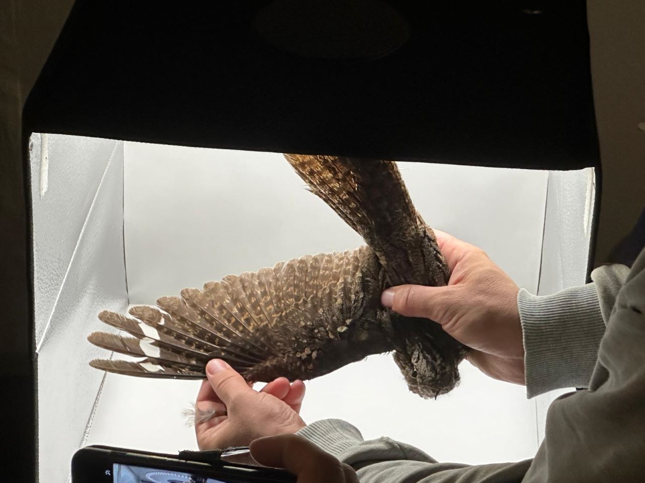 nightjar blog 24th july