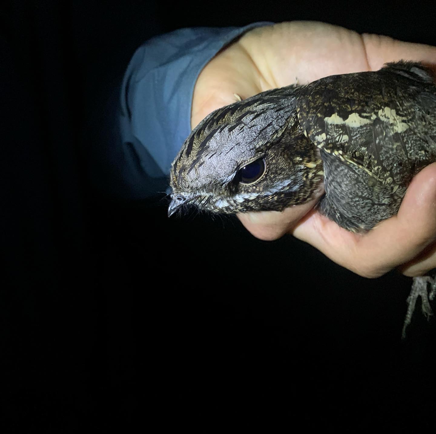 nightjar