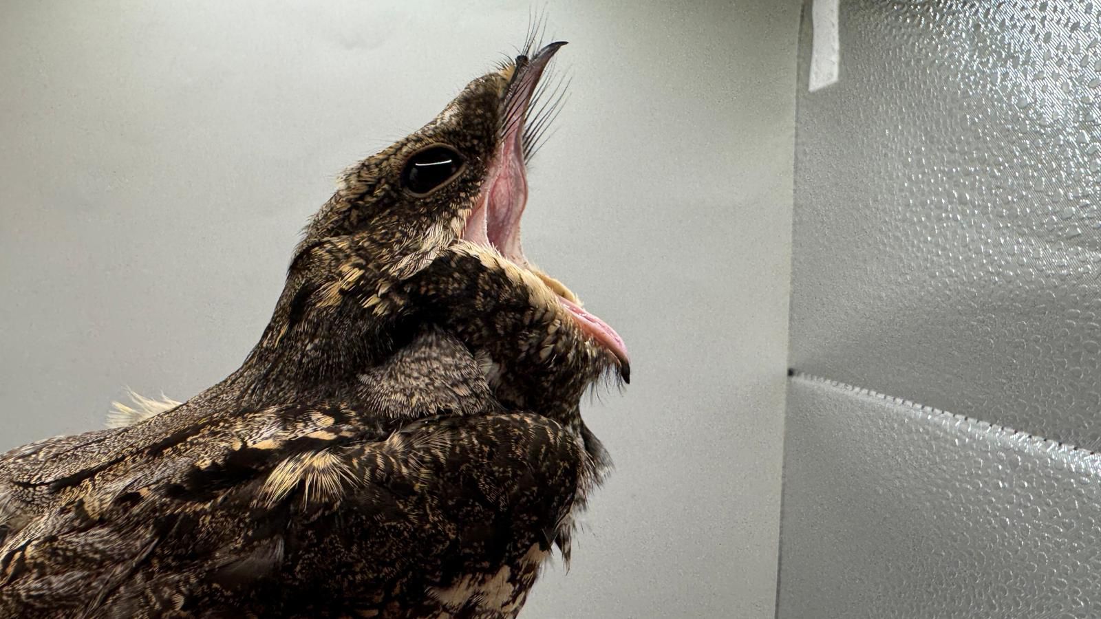 nightjar.jpg